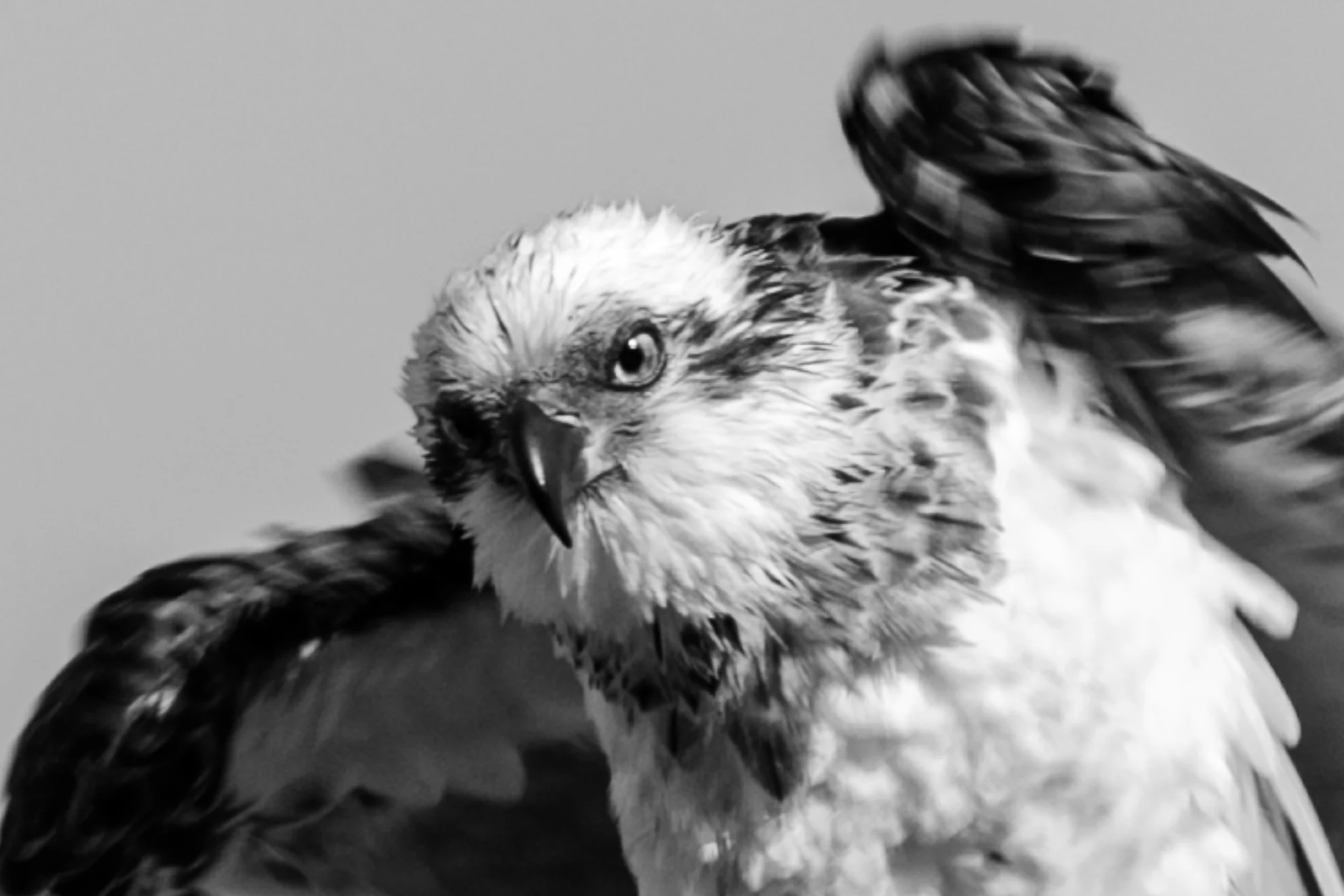 Osprey at Dawn
