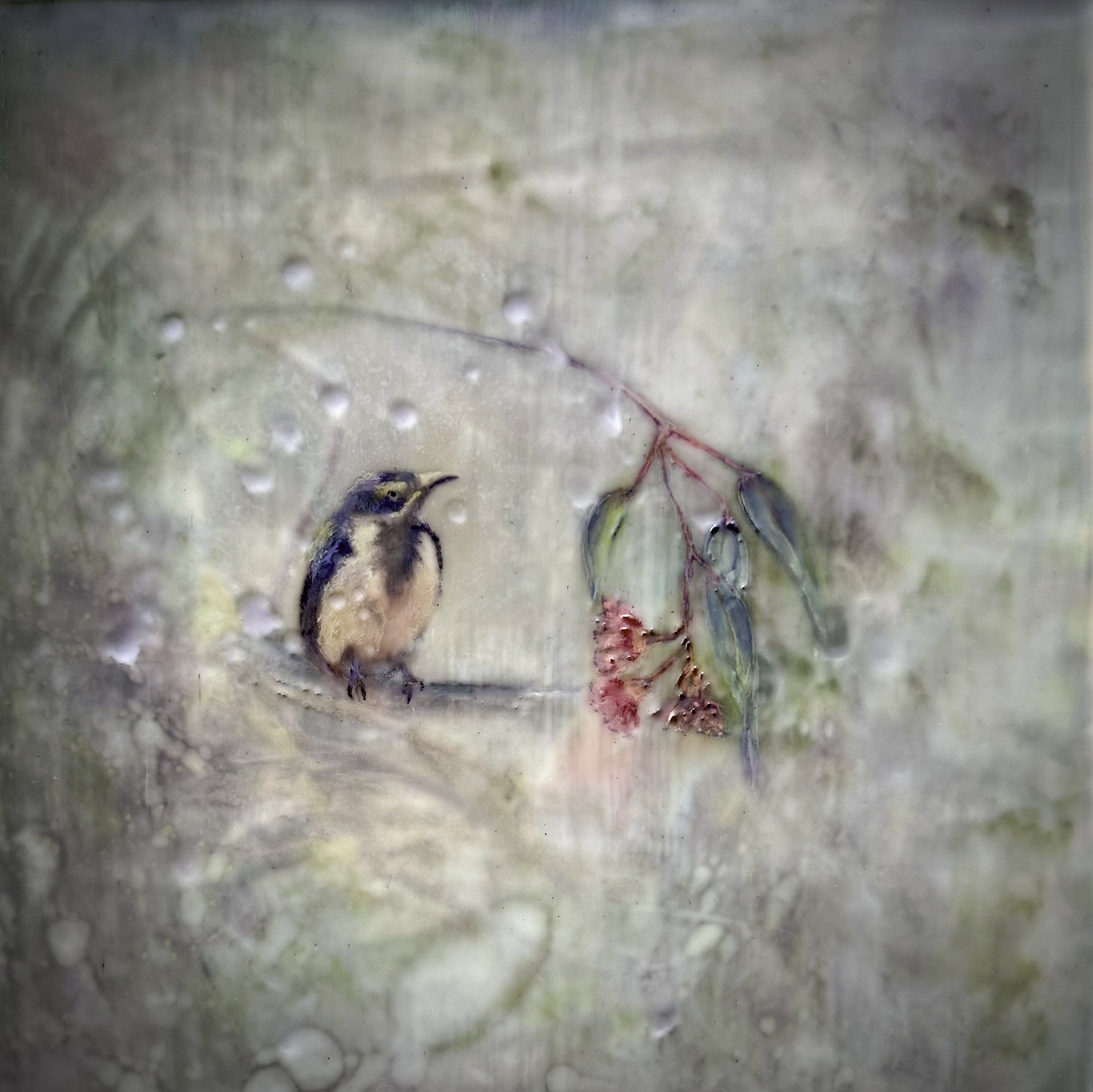 Honeyeater & the Rain.JPG