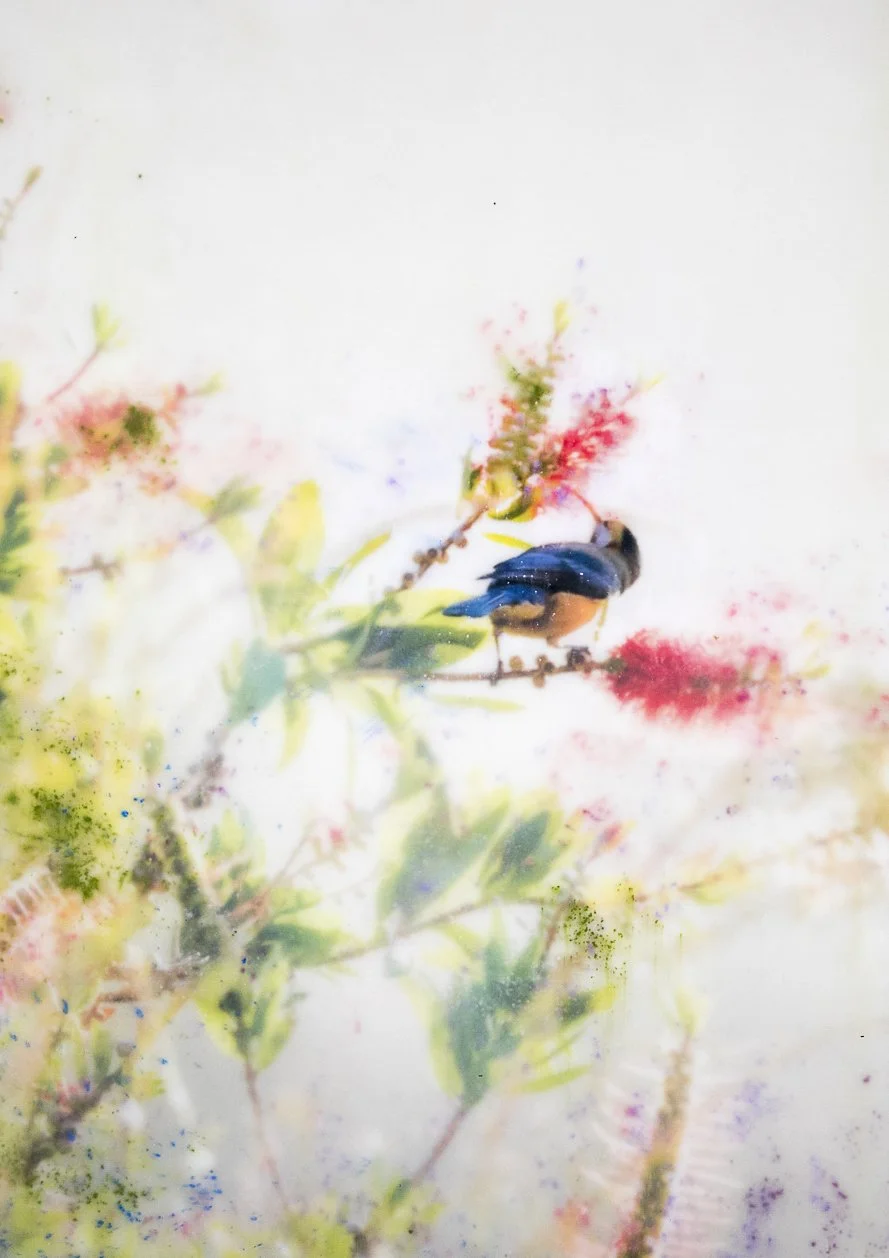 OGILVIE-WHITE_SPINEBILLINTHEMIST_ENCAUSTICPAINTING.jpg