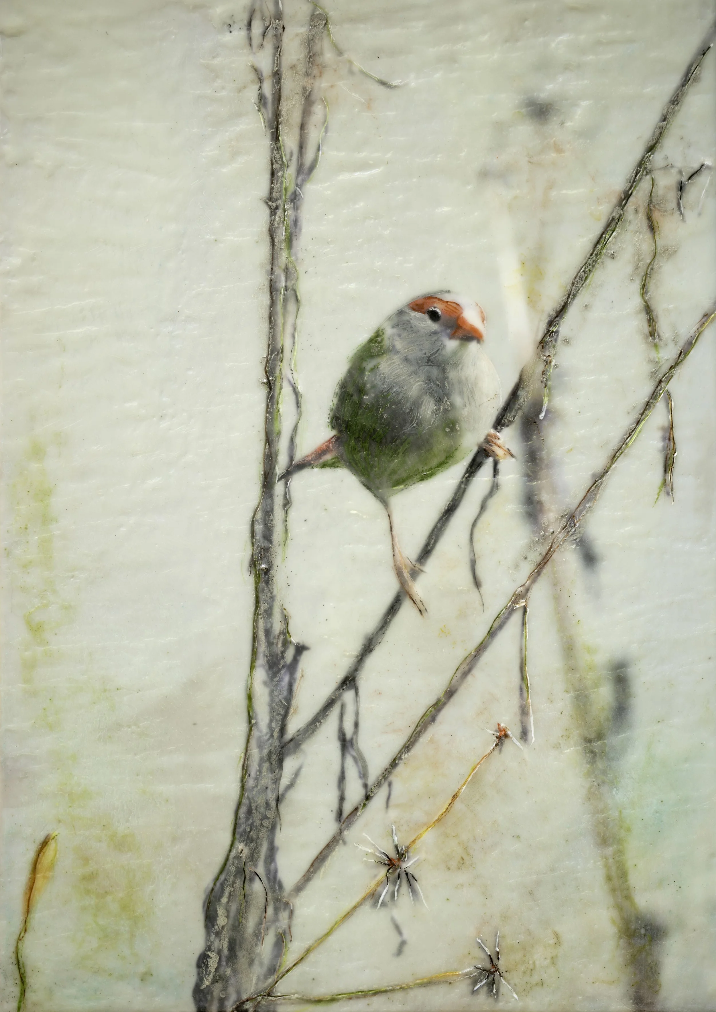 Finch by the Creek 2.jpg