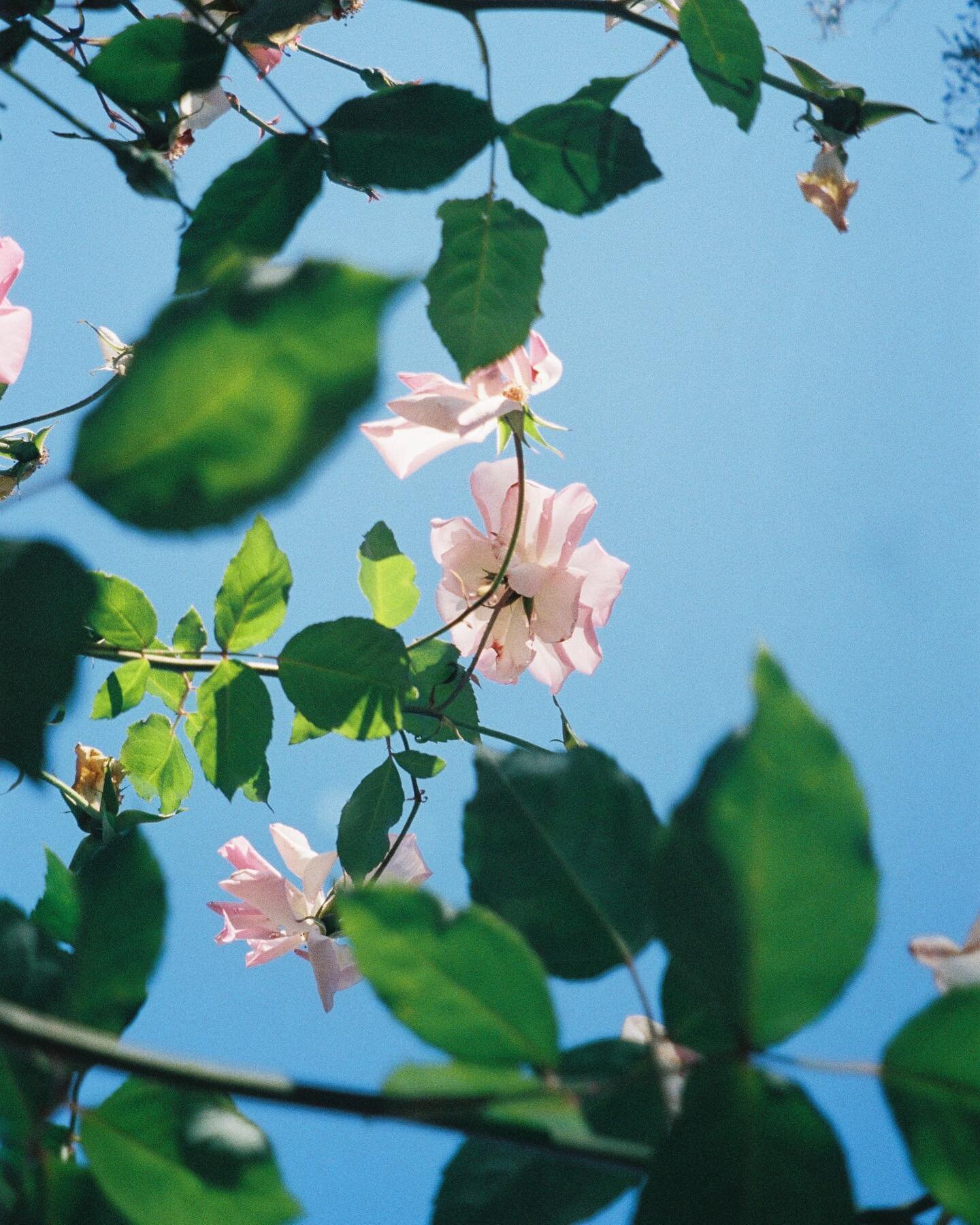 Flowers caught on film 🌼 Developed &amp; scanned by the wonder team at @filmneverdie ✨