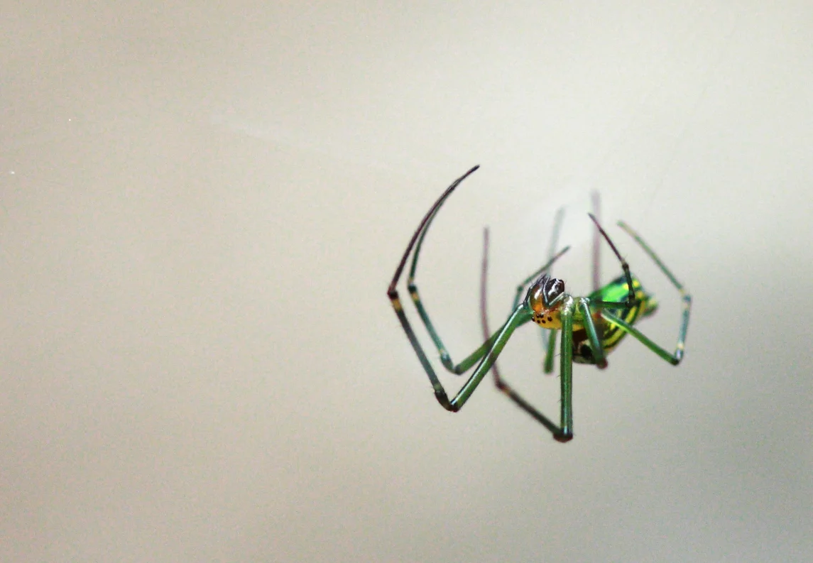 Invisible web. Gundmi, Karnataka
