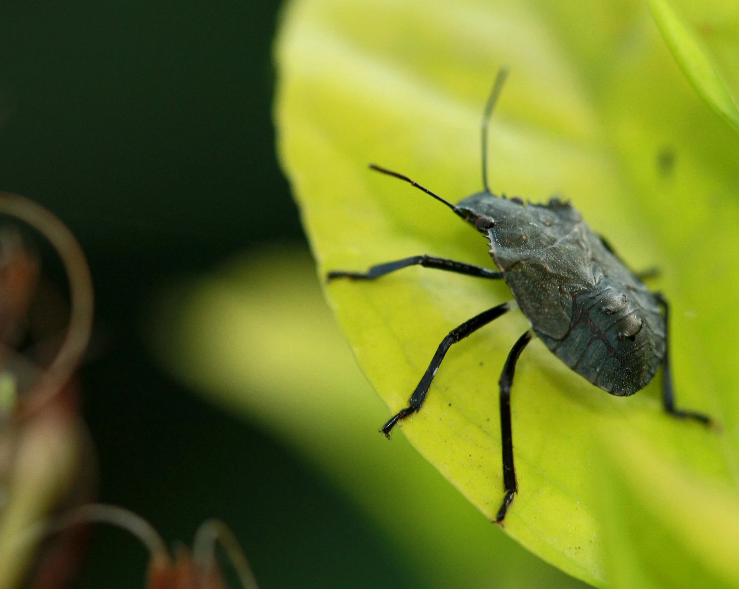 Tiny monster, Gundmi, Karnataka