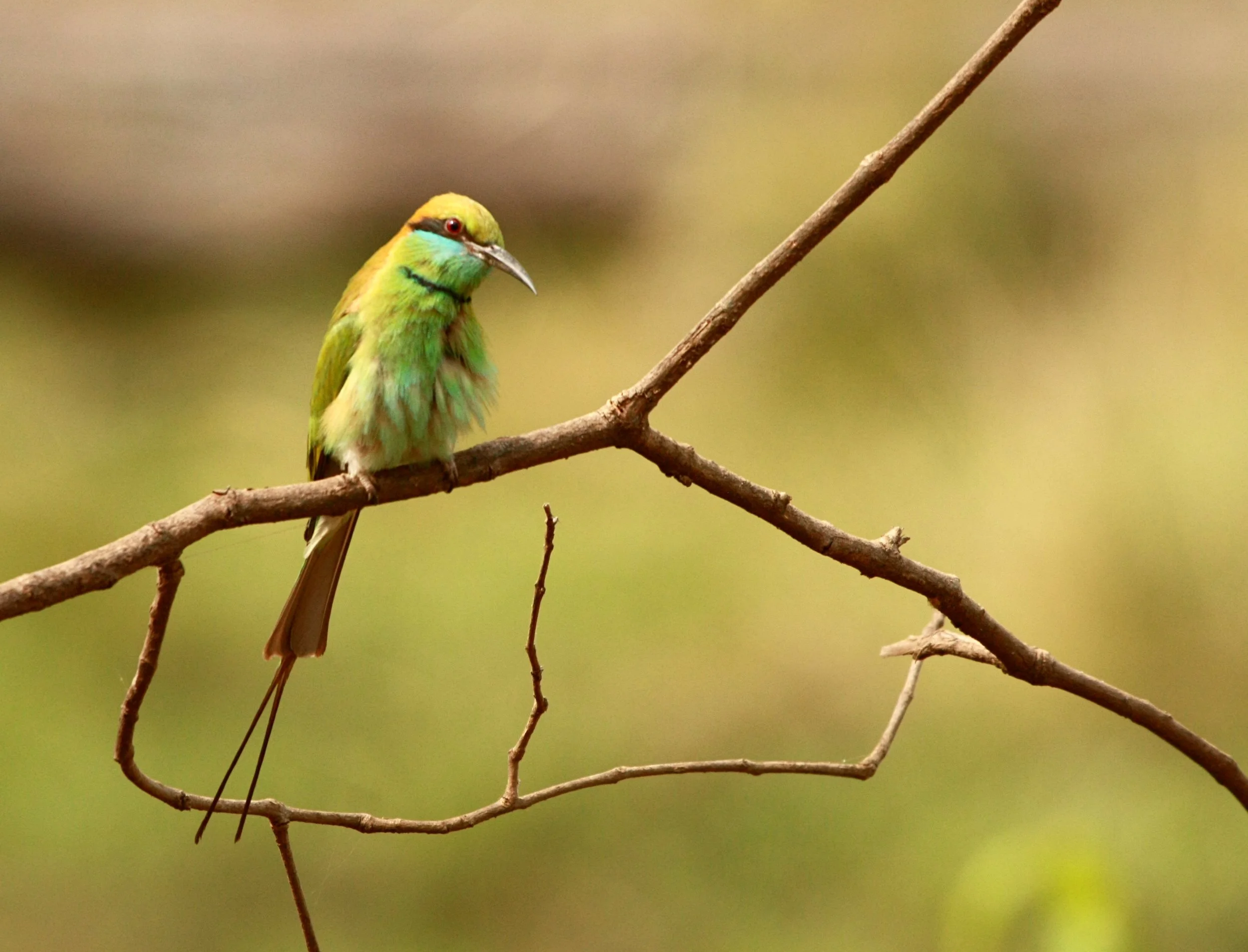 Disturbed. Kanha/Bhandhavagad