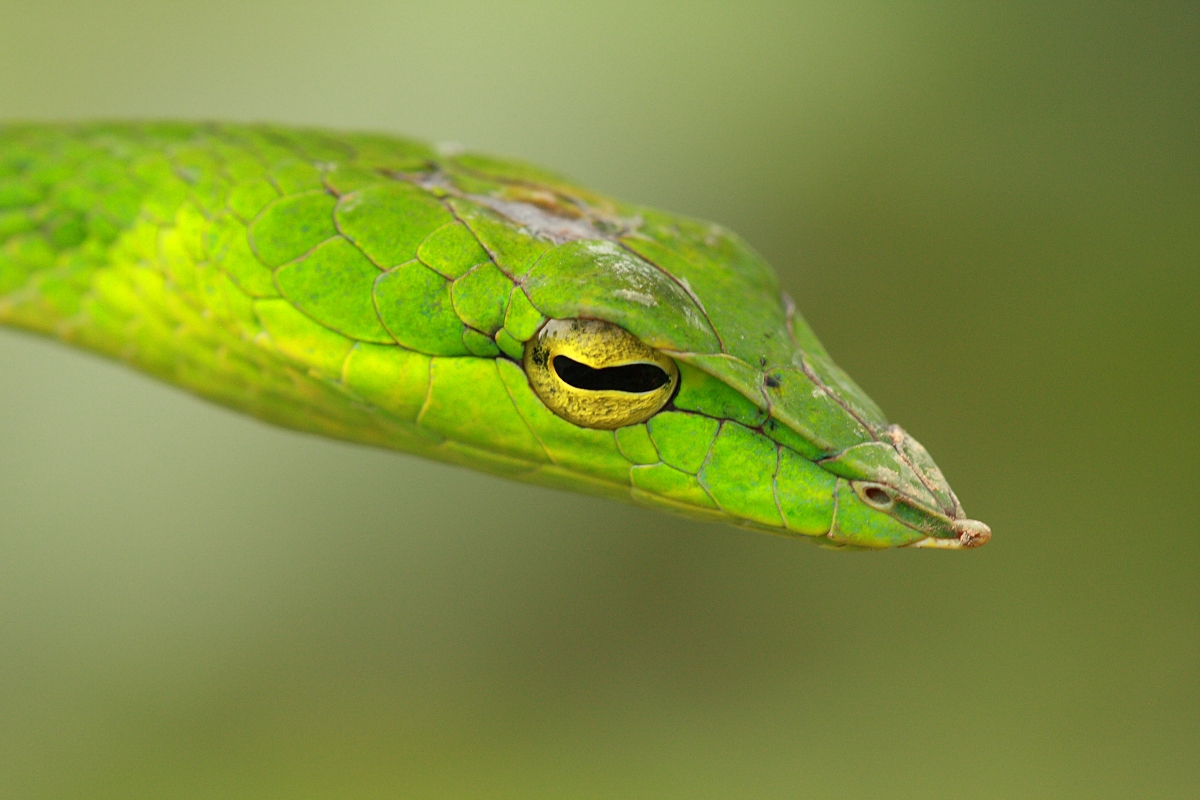 Cautious. Agumbe, Karnataka