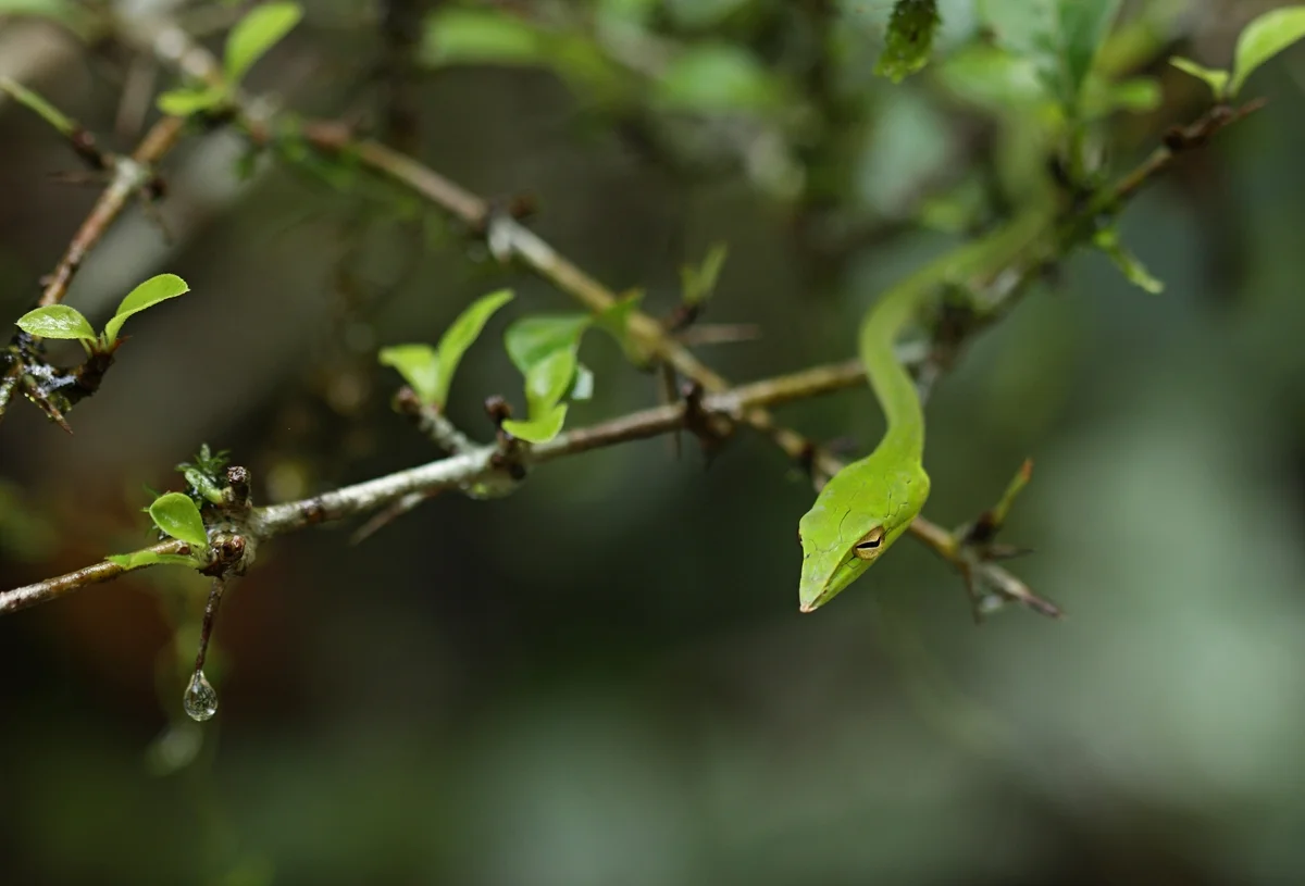 Water droplet. Agumbe, Karnataka