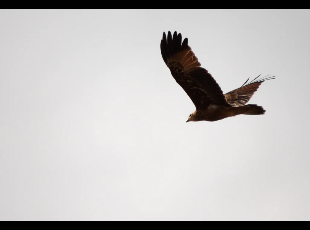 Freedom. Gundmi, Karnataka