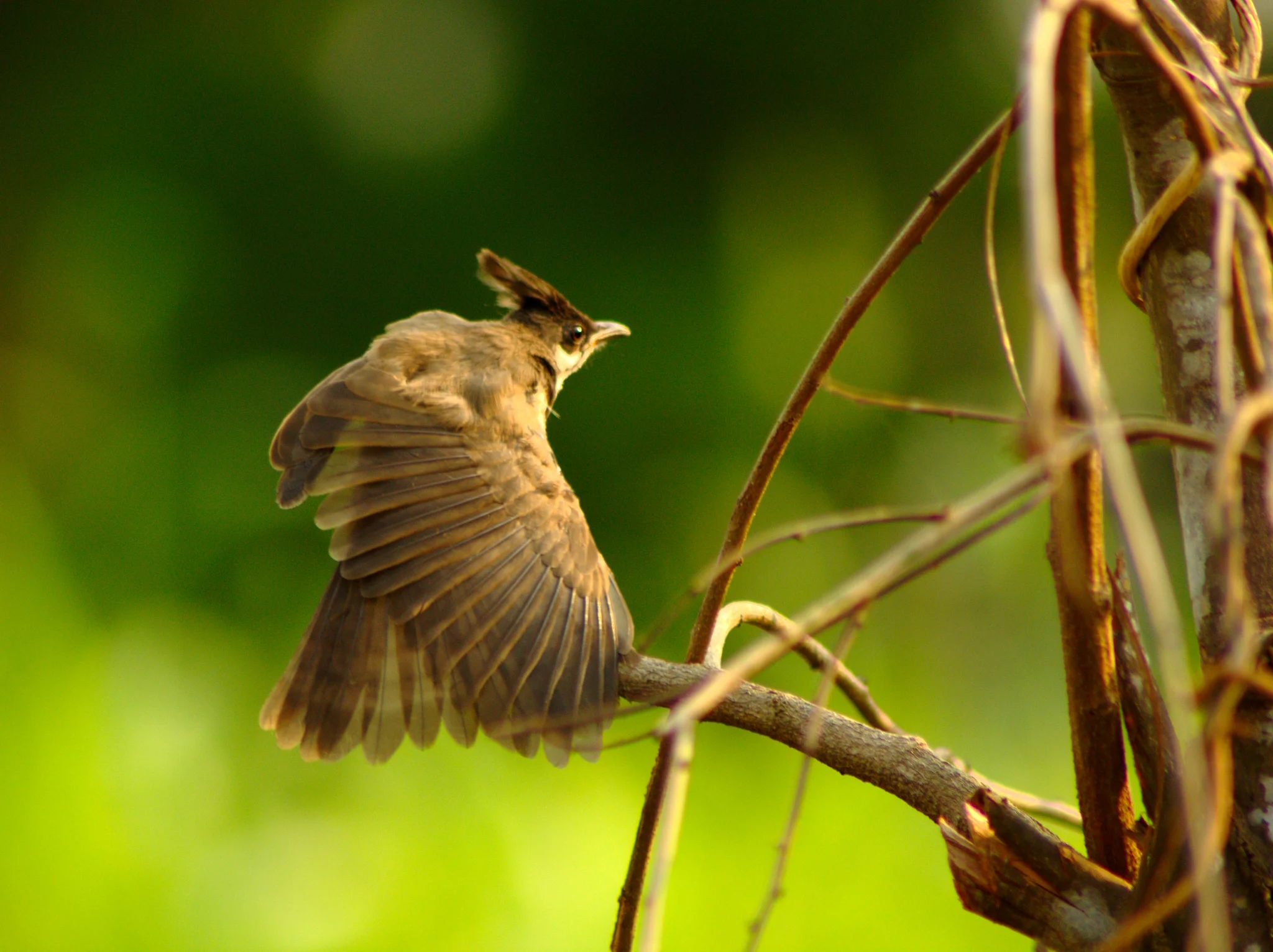 Bored. Gundmi, Karnataka