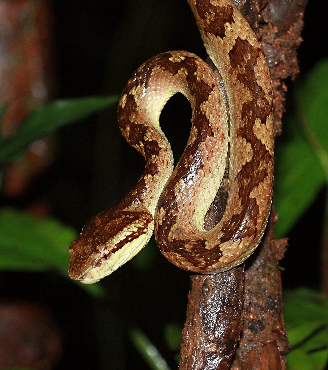 Scary! Agumbe, Karnataka