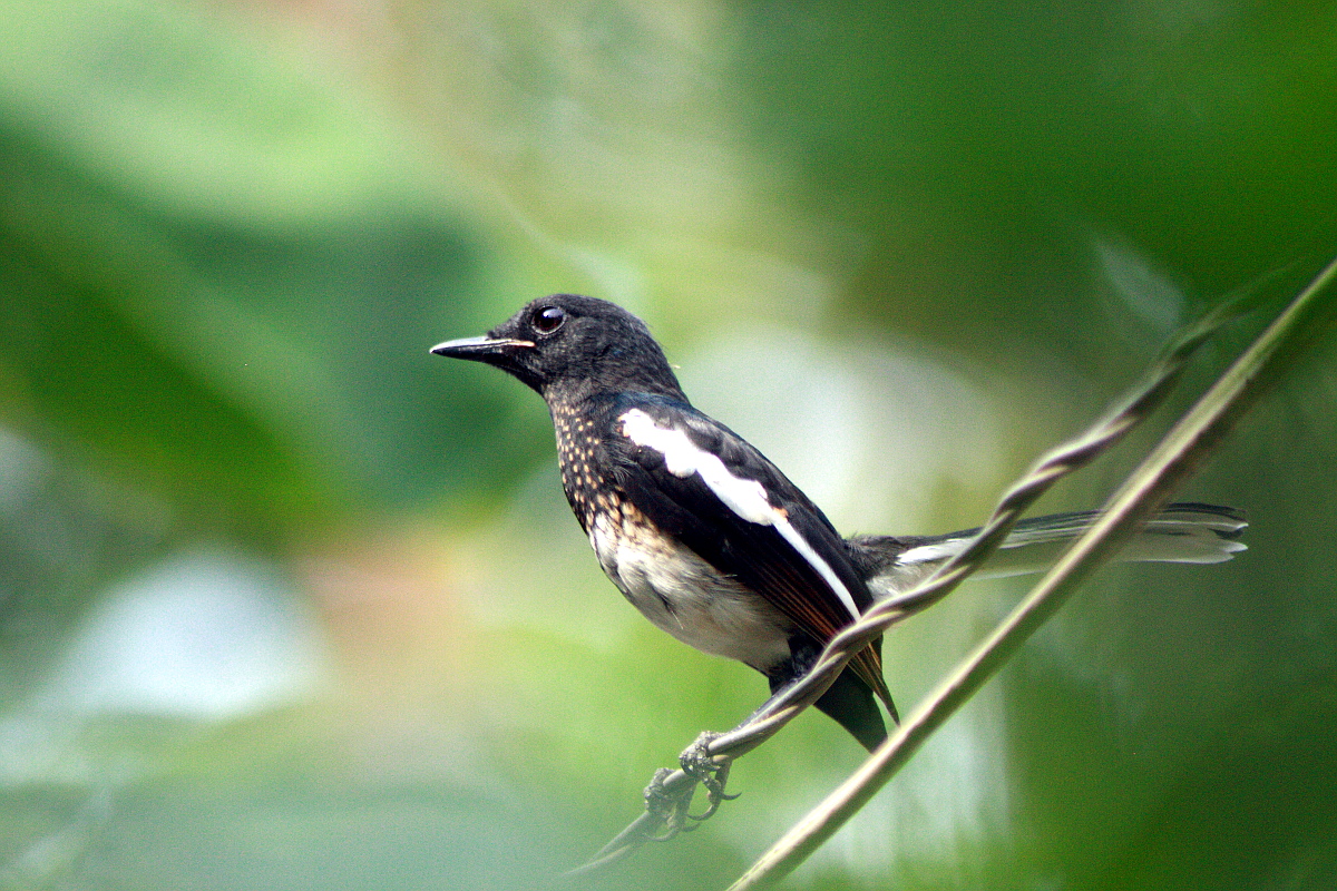 Quick. Gundmi, Karnataka