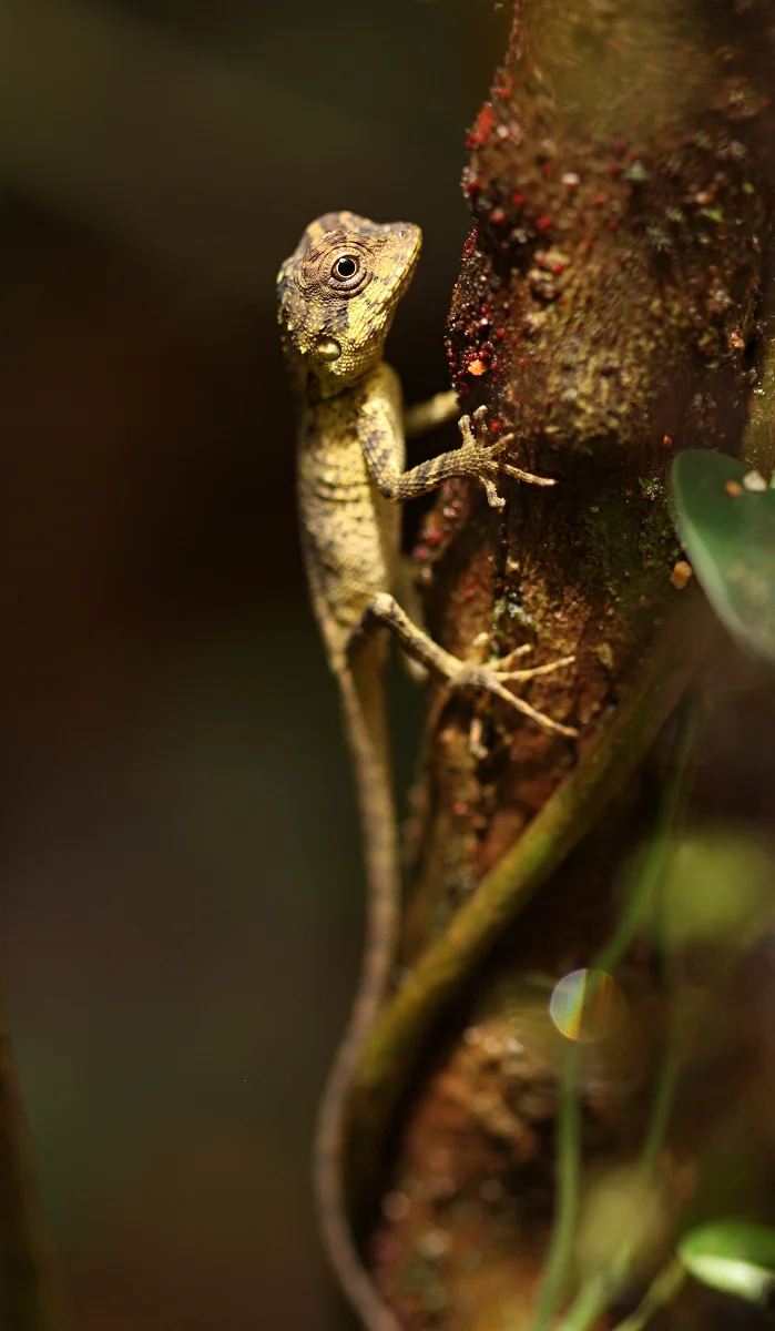 Mini dinosaur. Agumbe, Karnataka