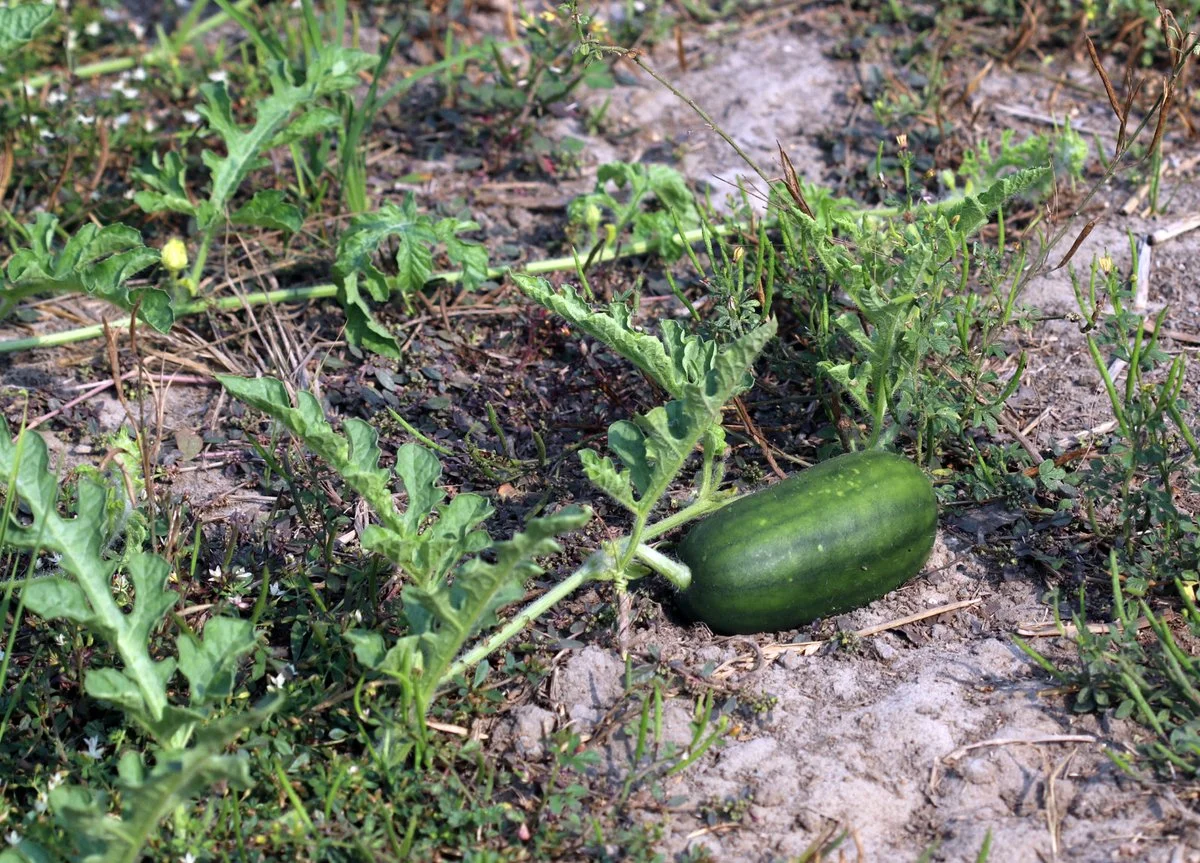 watermelon.jpg