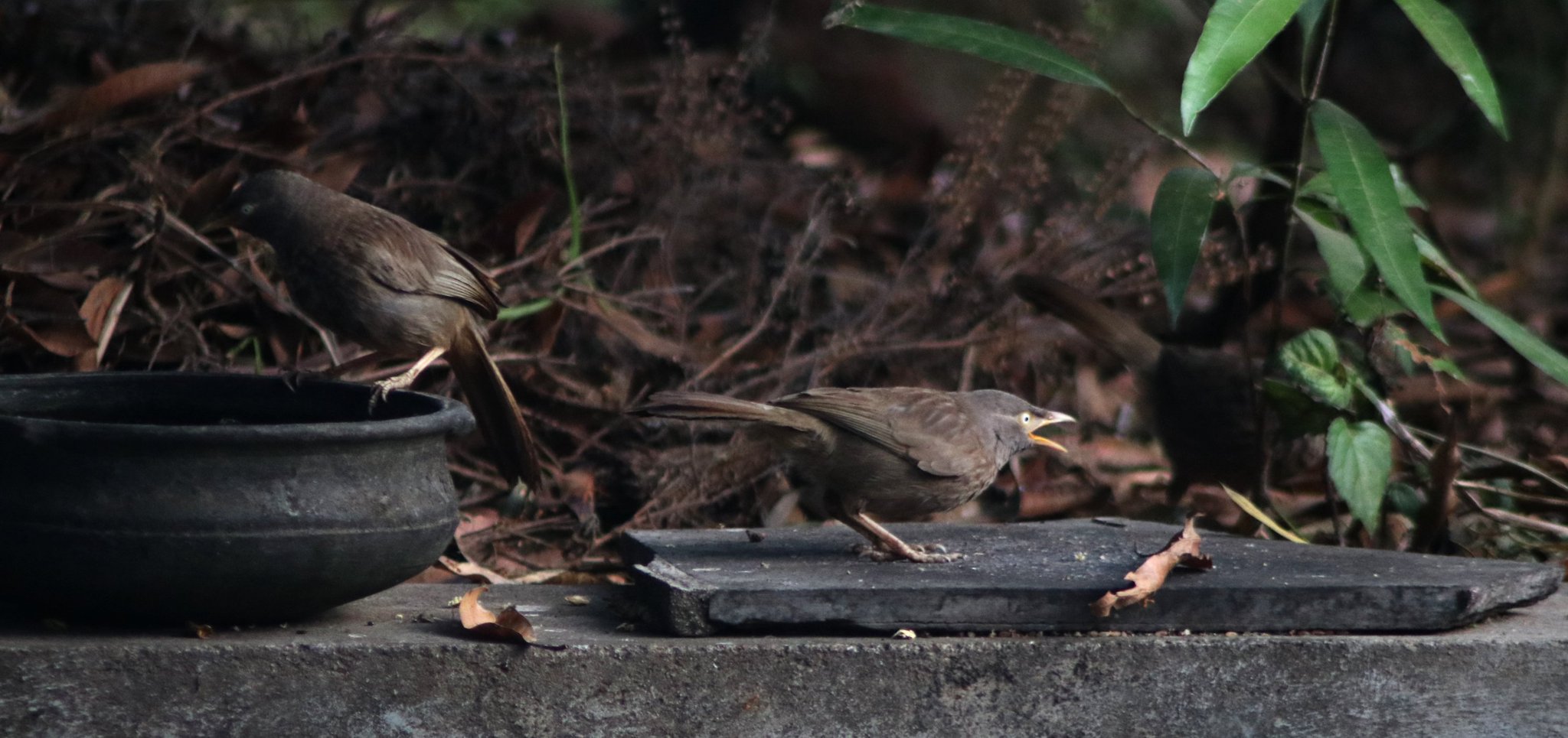 Babbler.jpeg
