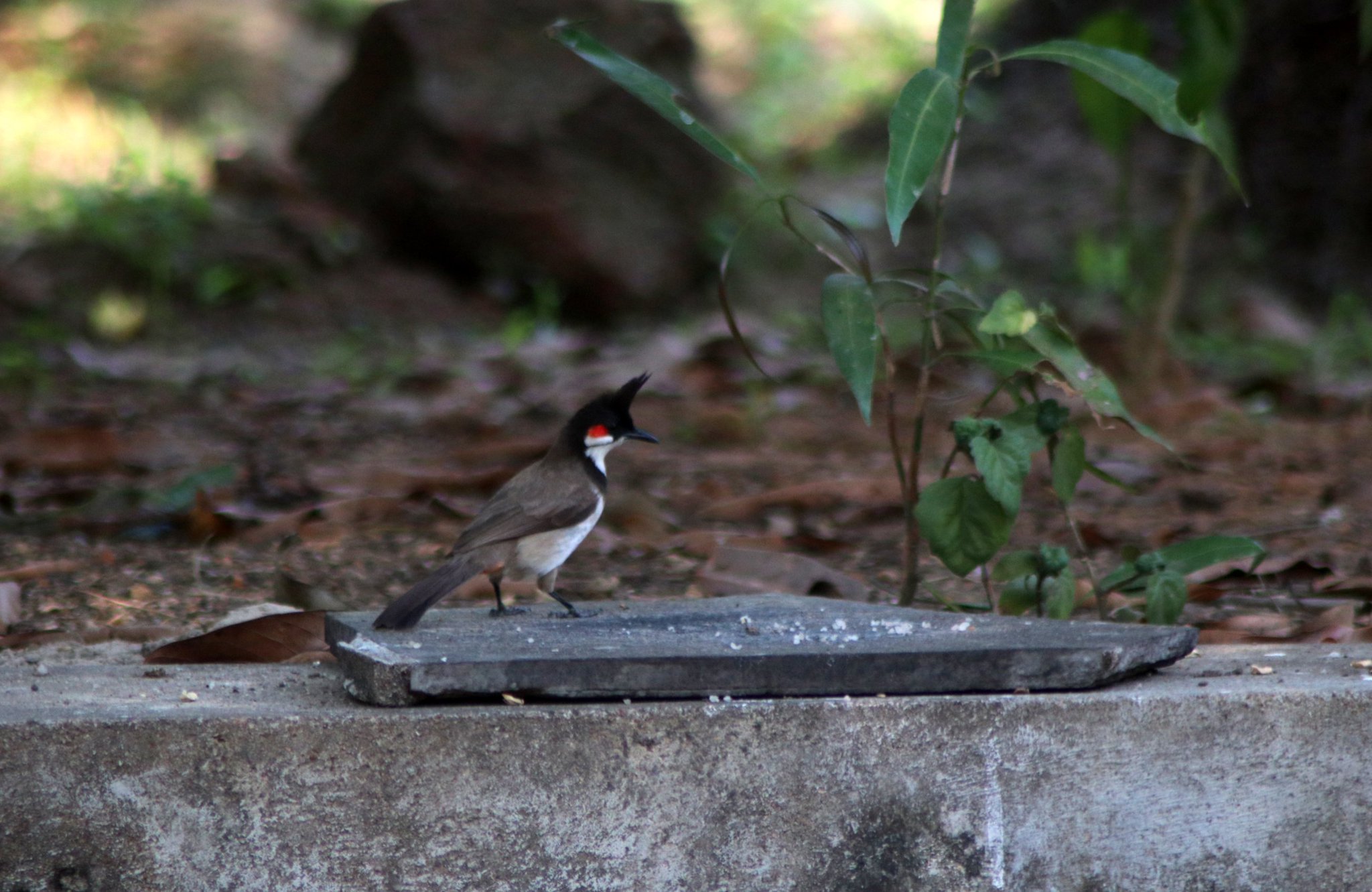 BulBul.jpeg