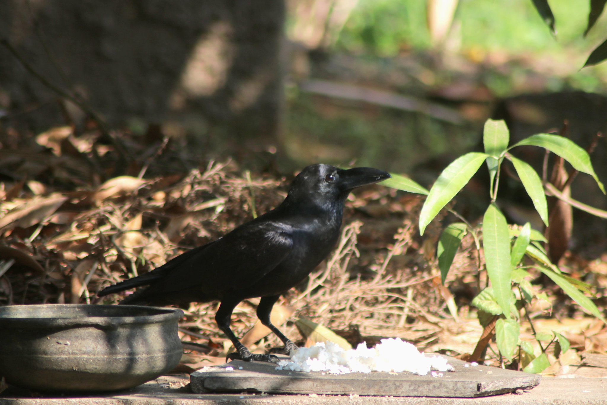 Crow1.jpeg