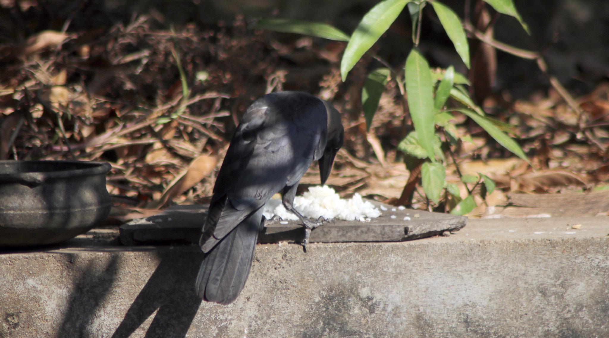 Crow2.jpeg