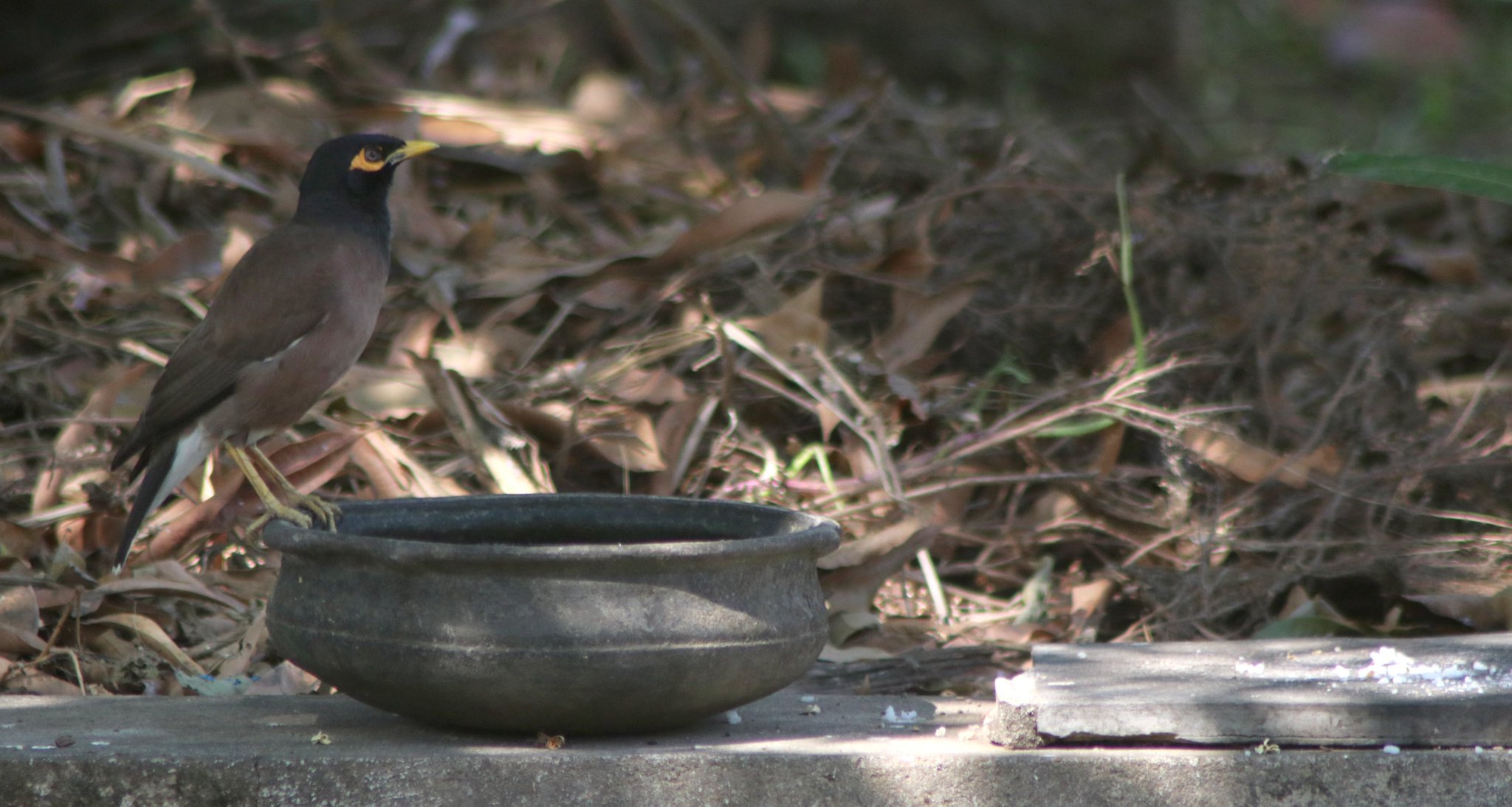 Myna.jpeg