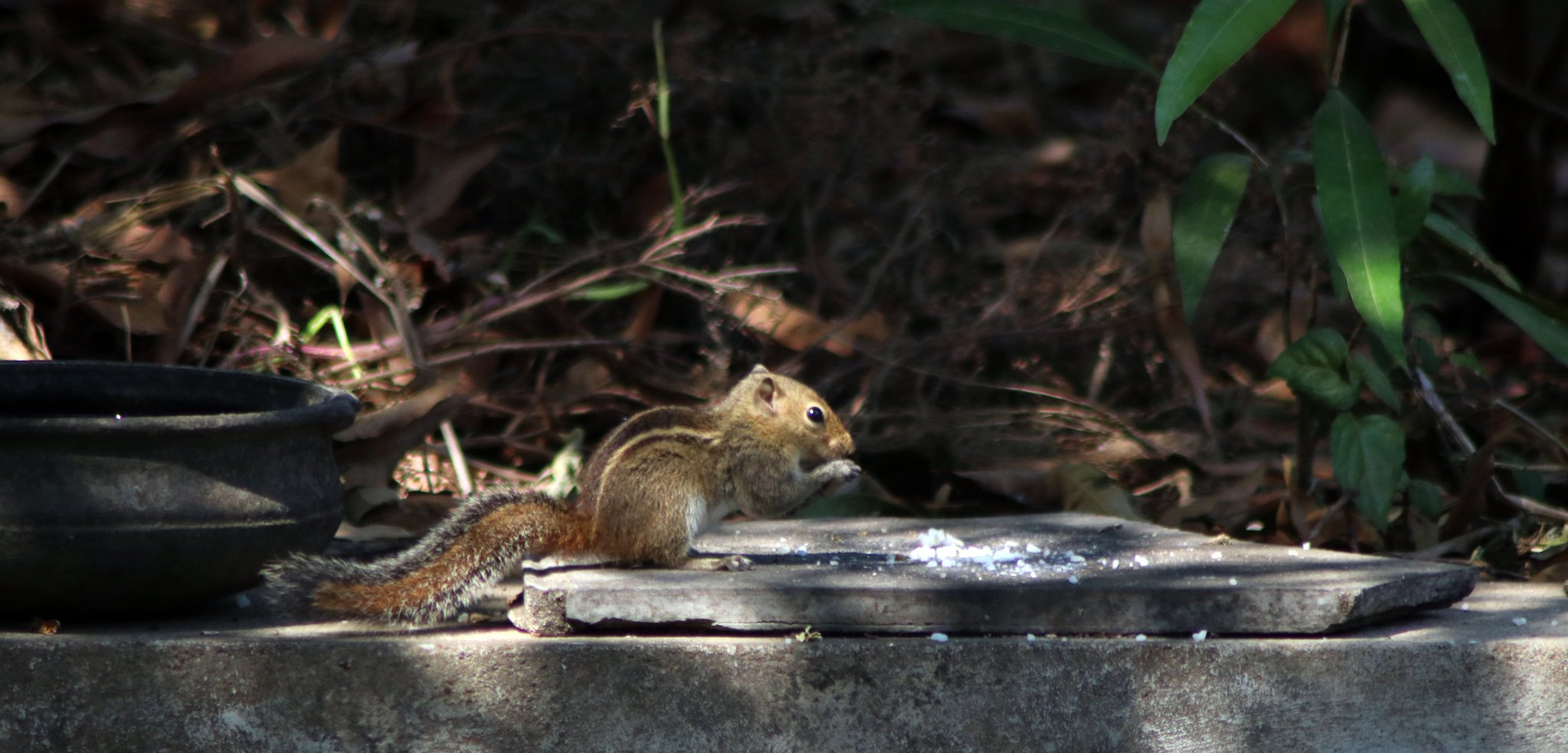 Squirrel.jpeg