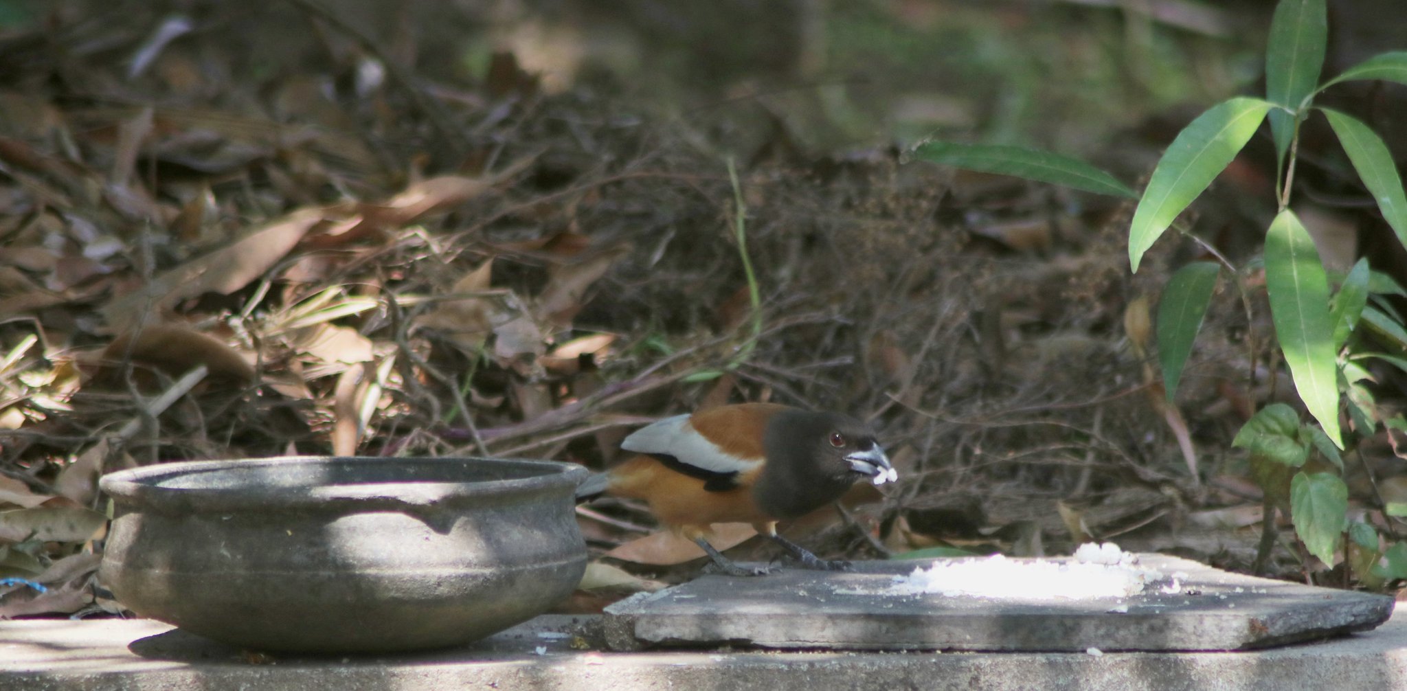 treePie.jpeg