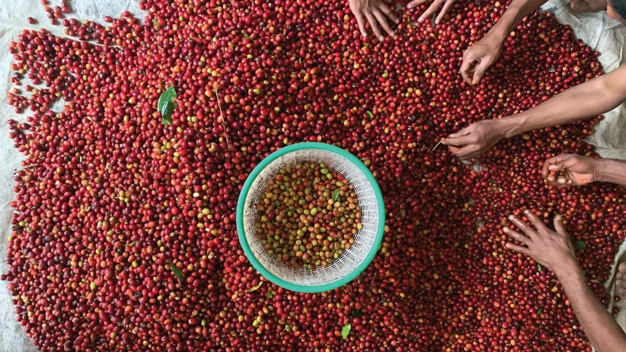 Anaerob Natural, Proses Pasca Panen Andalan di Flores Manggarai