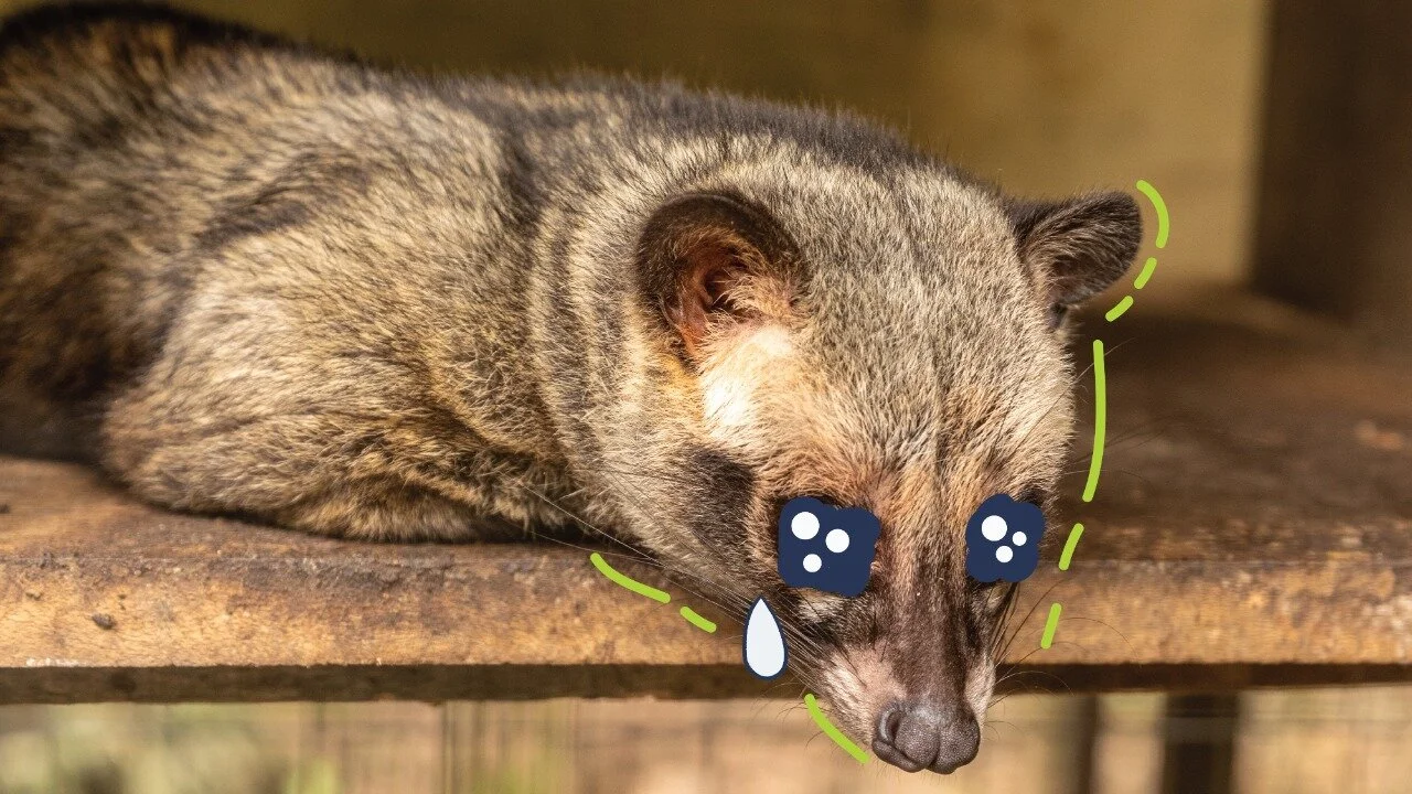 7 Mitos Kopi Luwak - dan kenapa Komunitas Specialty Coffee Benci Kopi Luwak   