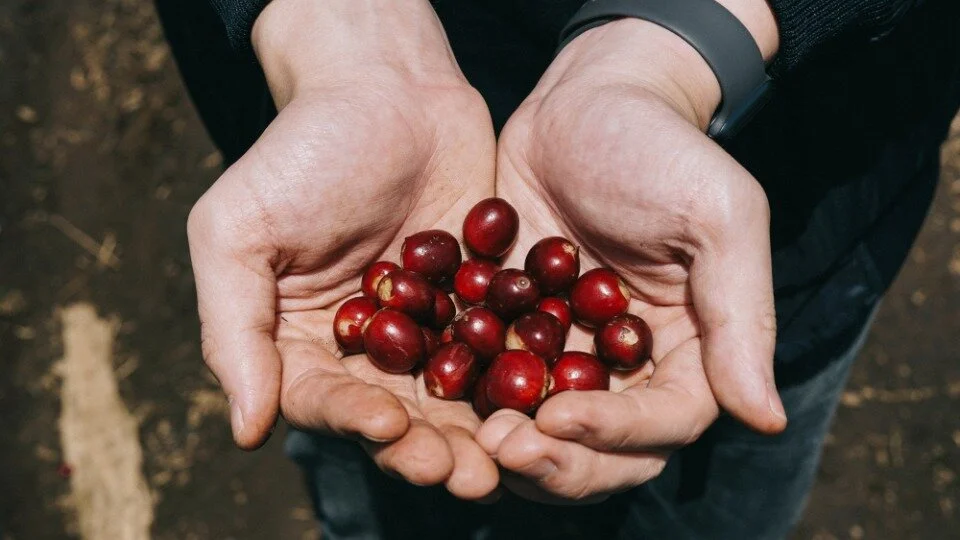 Curators Coffee Company