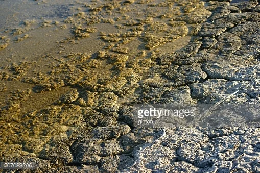 Reversing & Mitigating Salinity Issues