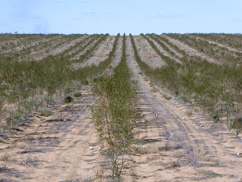 Carbon Sequestration