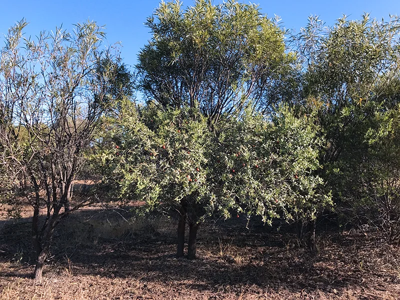 Trees.jpg