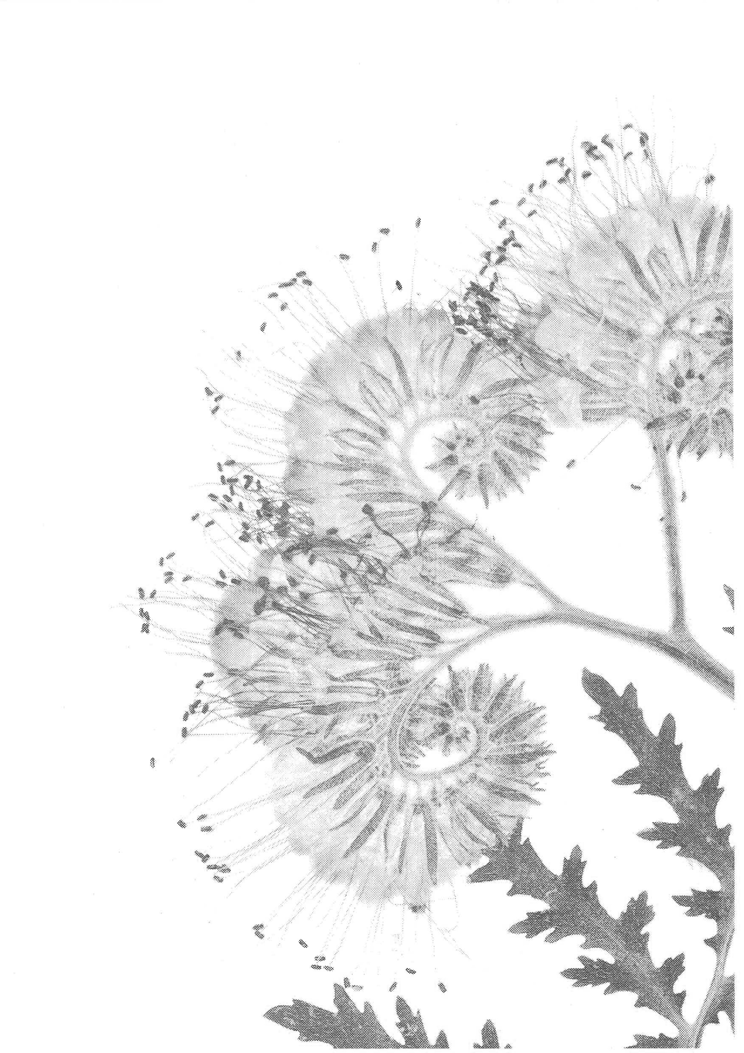 Flower-scan_bw8.jpg