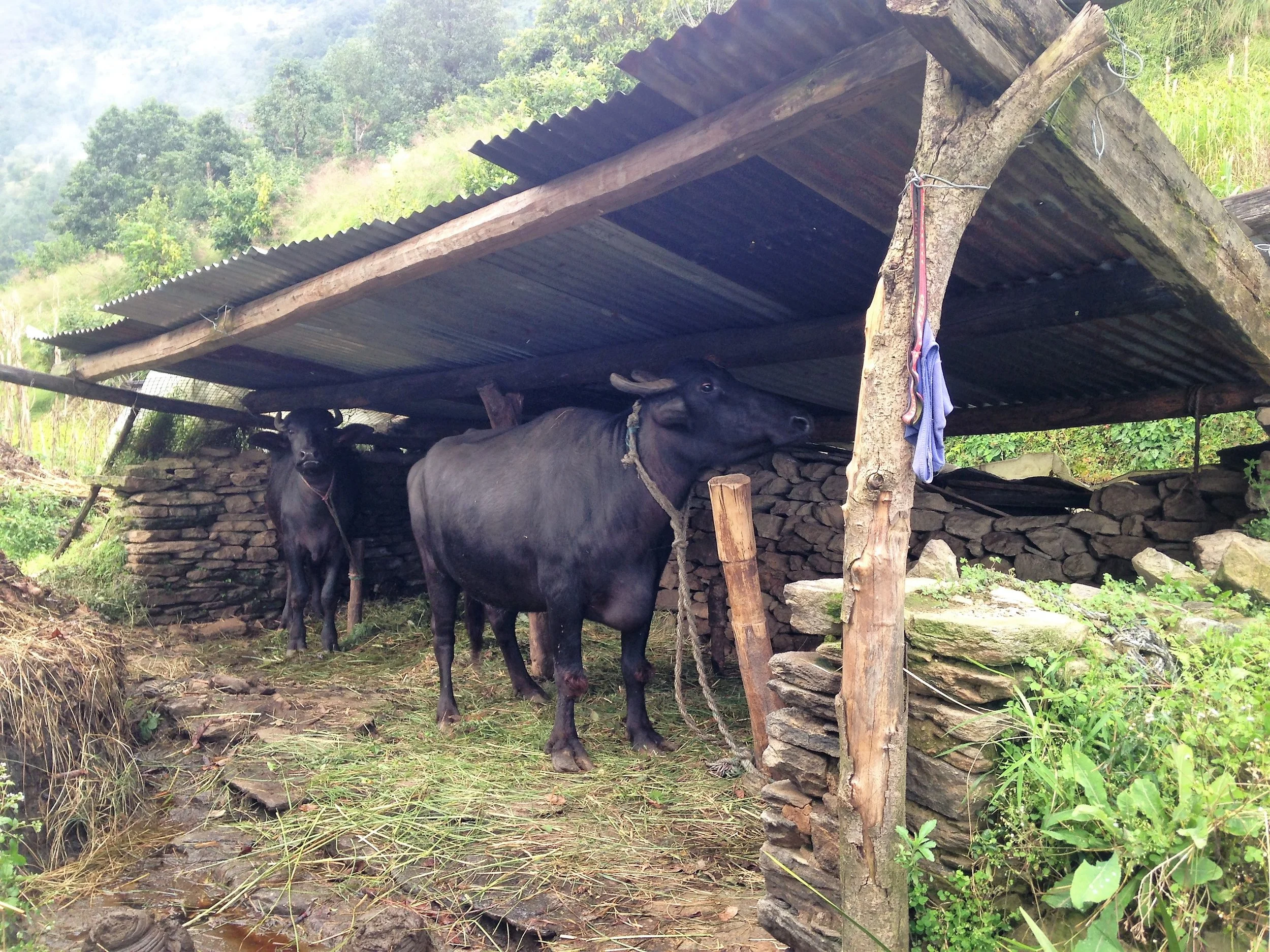 Helambu- Water Buffalo