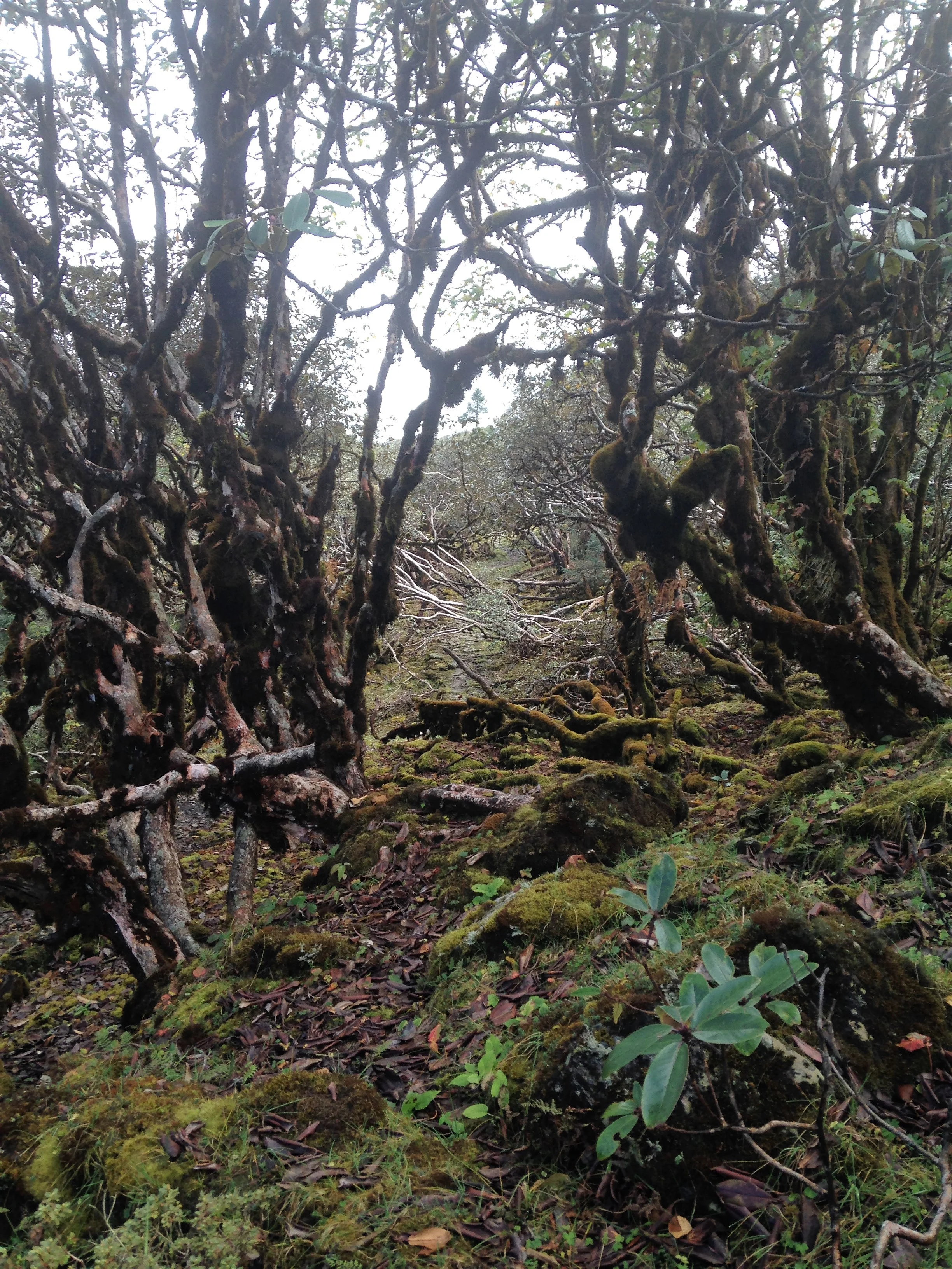 Helambu- Forest near Ama Yangri