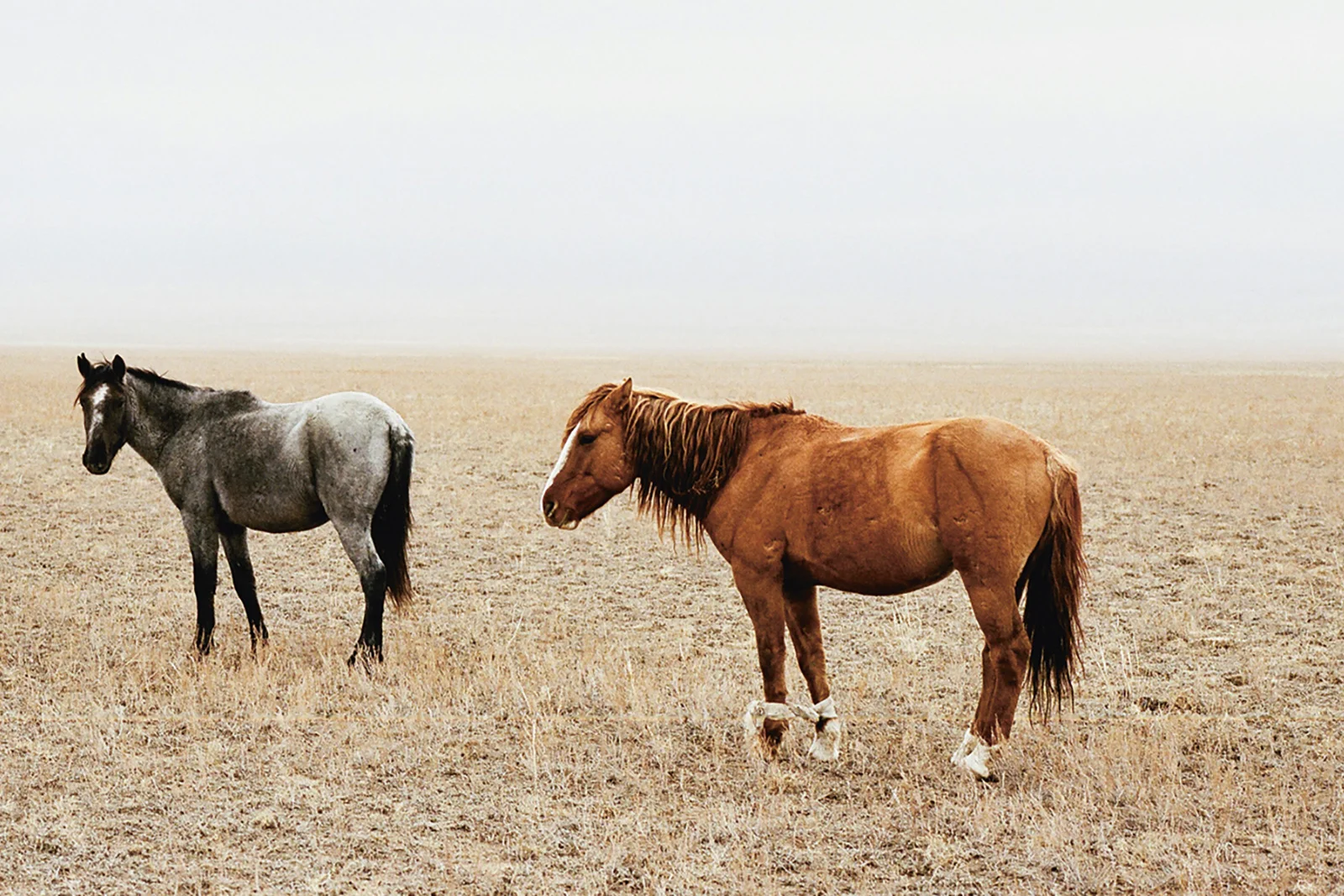 Kazakhstan — A rising Hunger