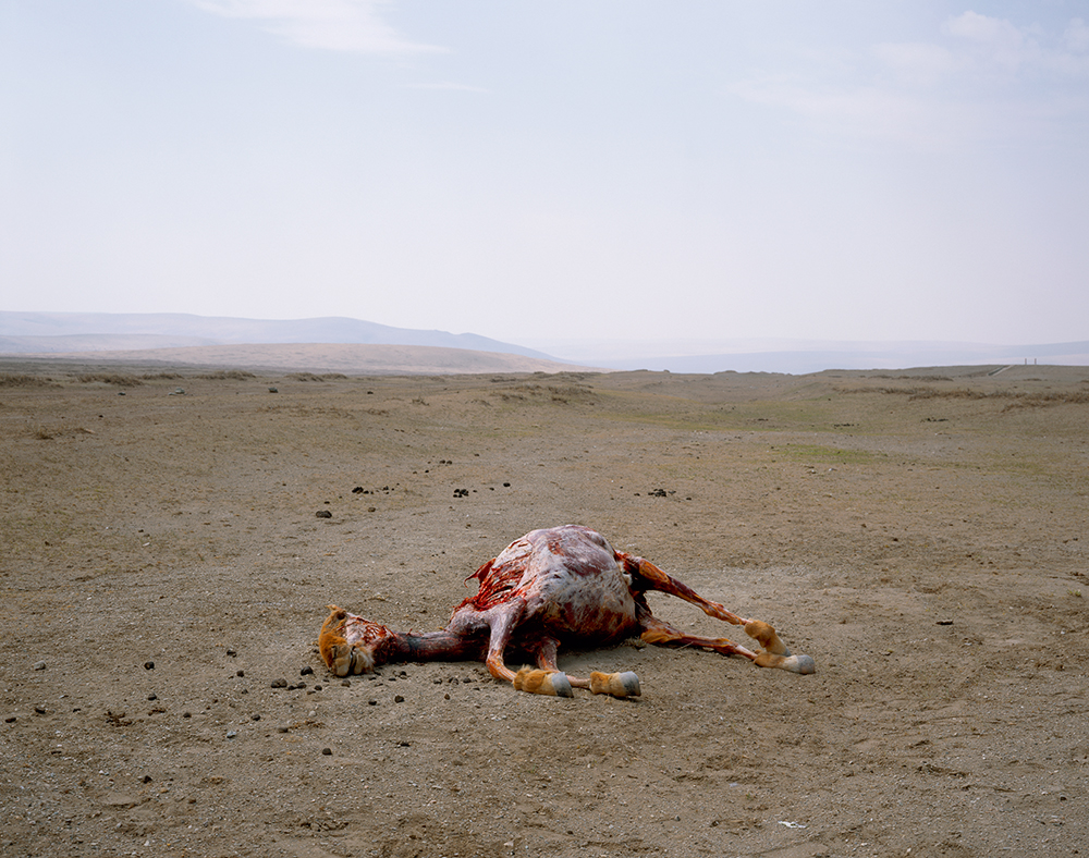 2003,-SKINNED-HORSE_web.jpg