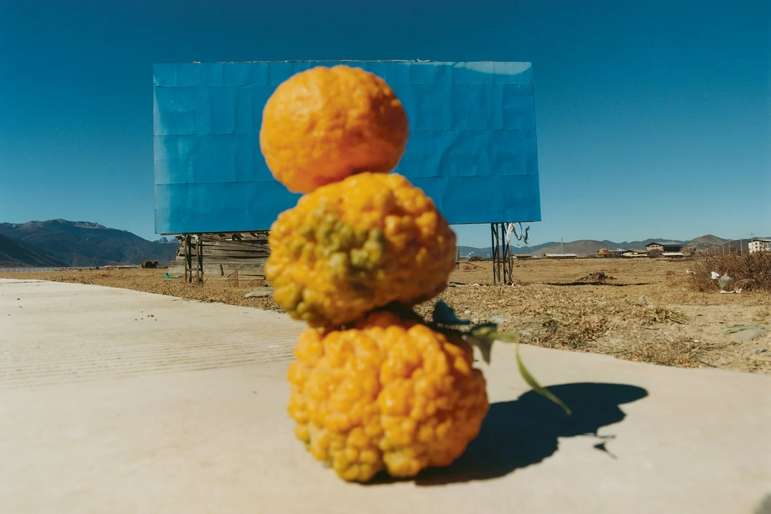 Samuel Bradley — Immortal Mushroom