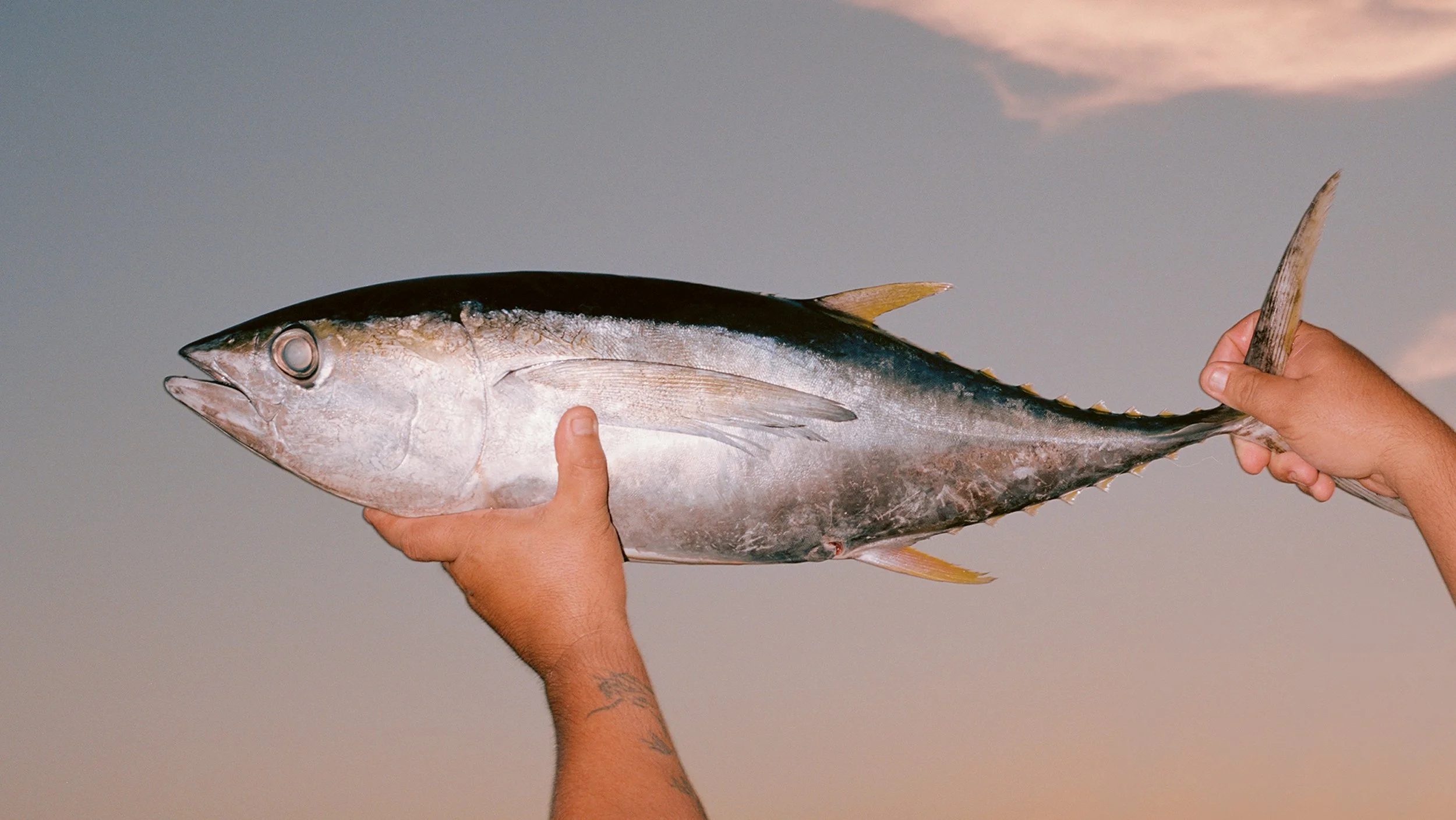 Waiting for some Critter to commit Suicide