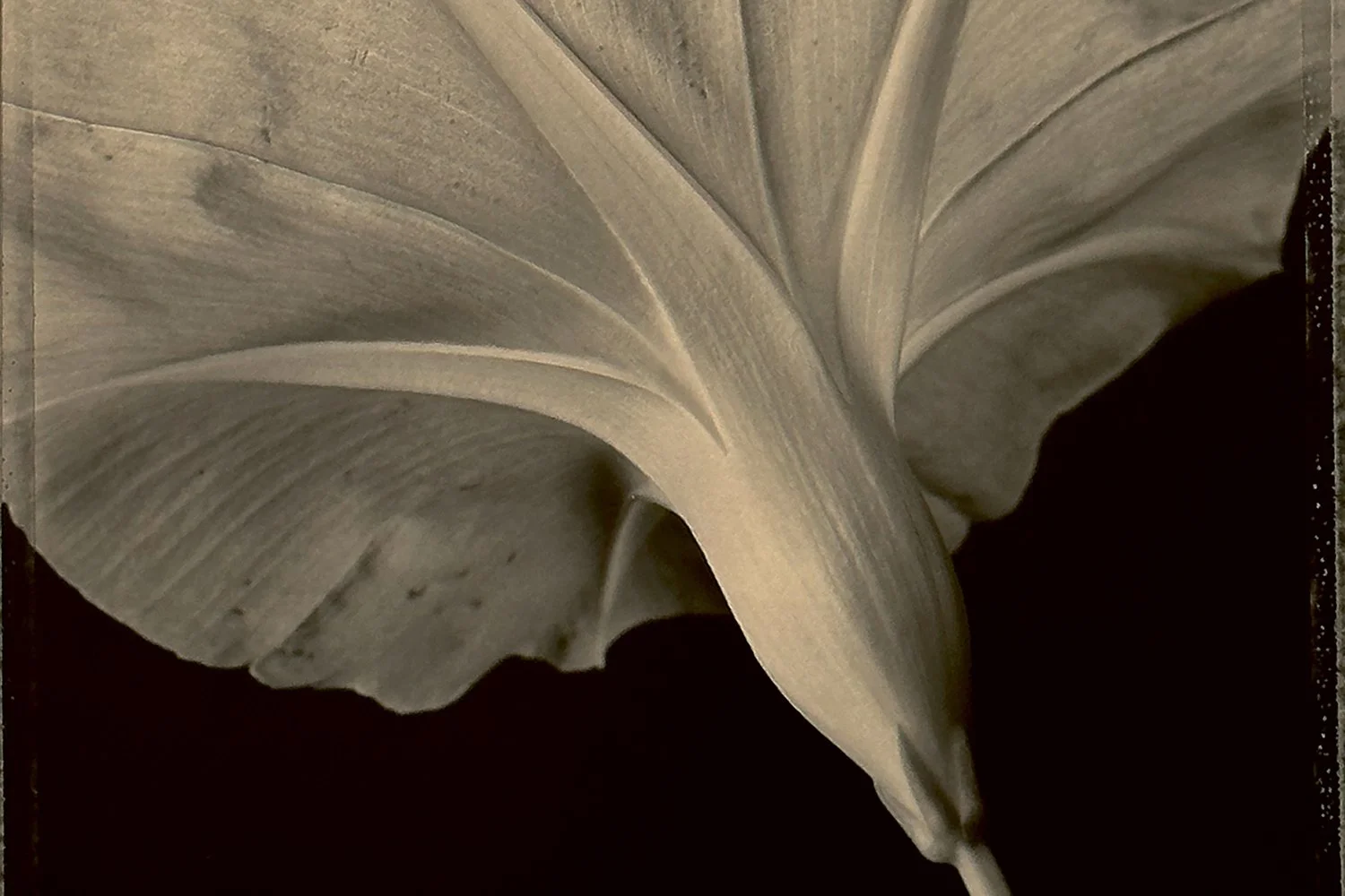 Tom Baril — Botanica