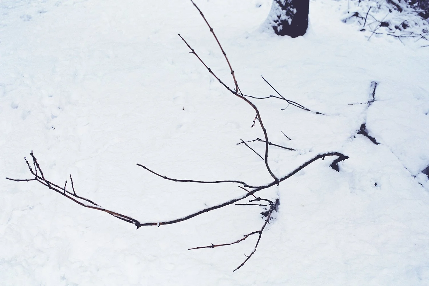 Lena C. Emery — I Undressed to Climb a Tree