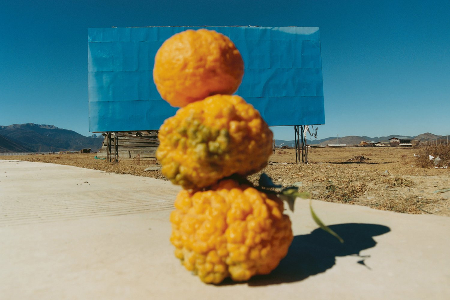 Samuel Bradley — Immortal Mushroom