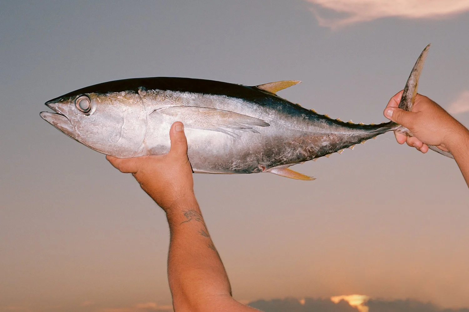 Waiting for some Critter to commit Suicide