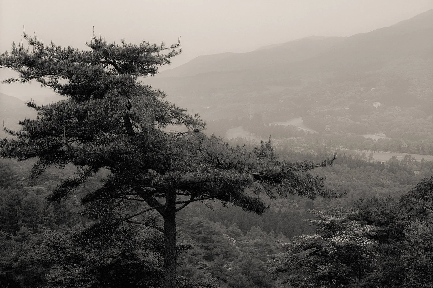 Lena C. Emery — Yuka &amp; The Forest