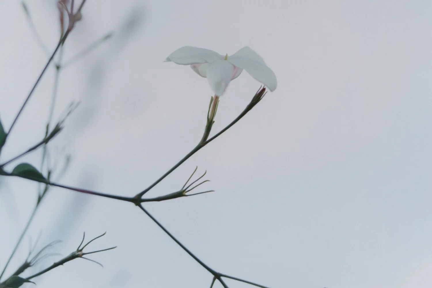 CHANEL N°5 — An instant Territory to explore