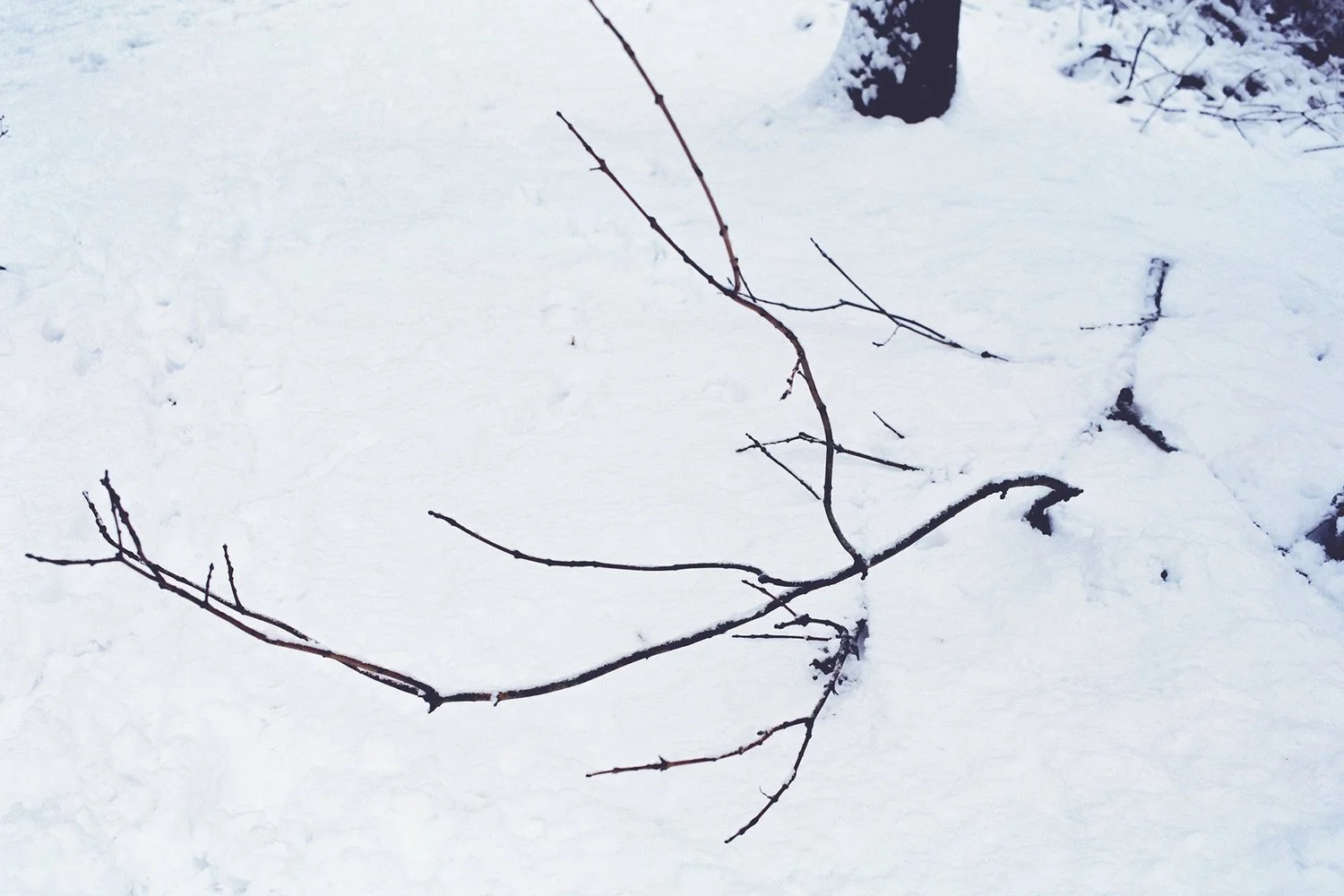 Lena C. Emery — I Undressed to Climb a Tree