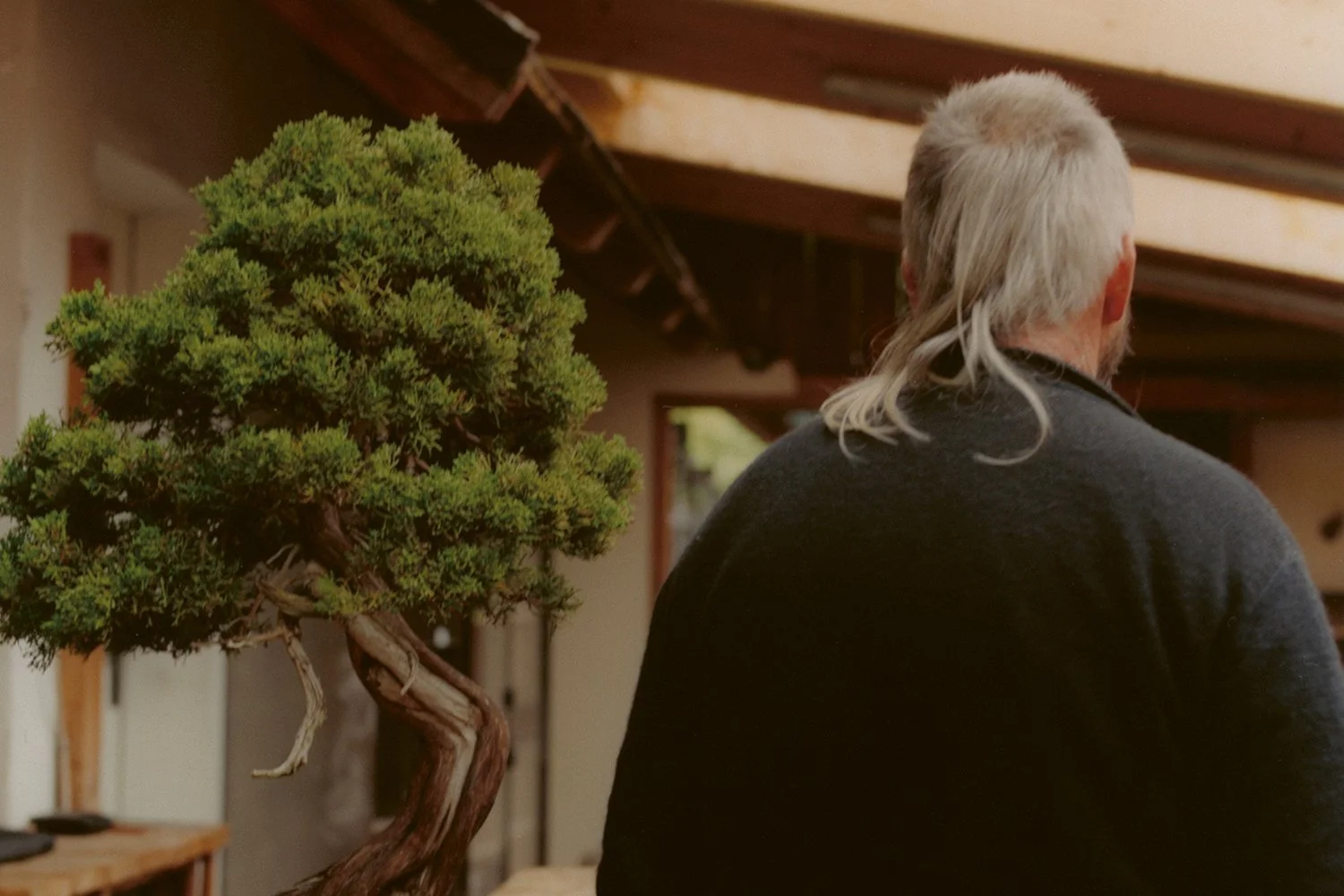 Werner Busch — Bonsai