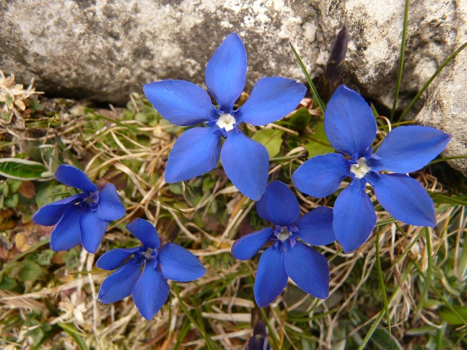 Gentian Flowers