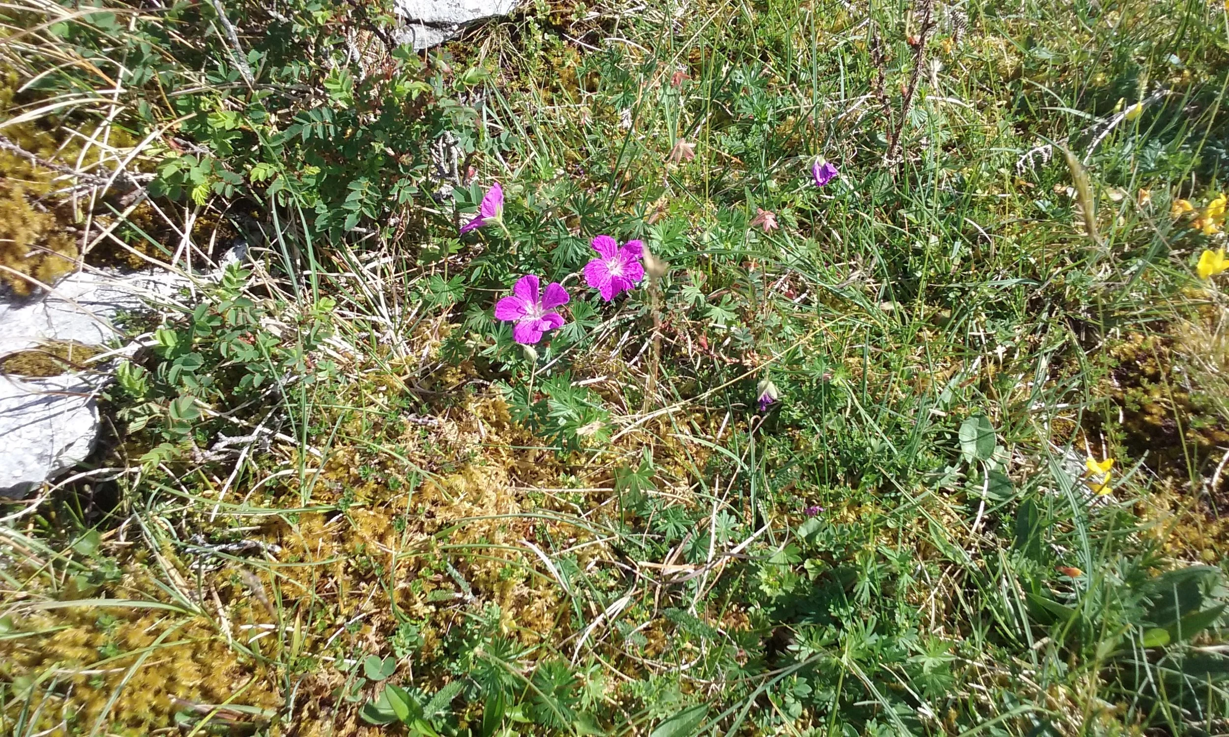 20170527_165209.jpg
