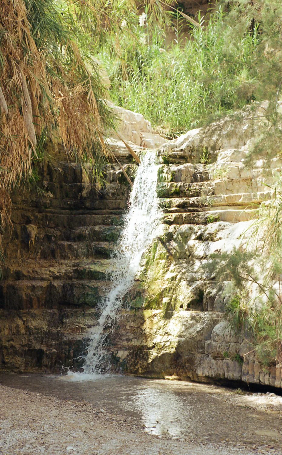 ein gedi