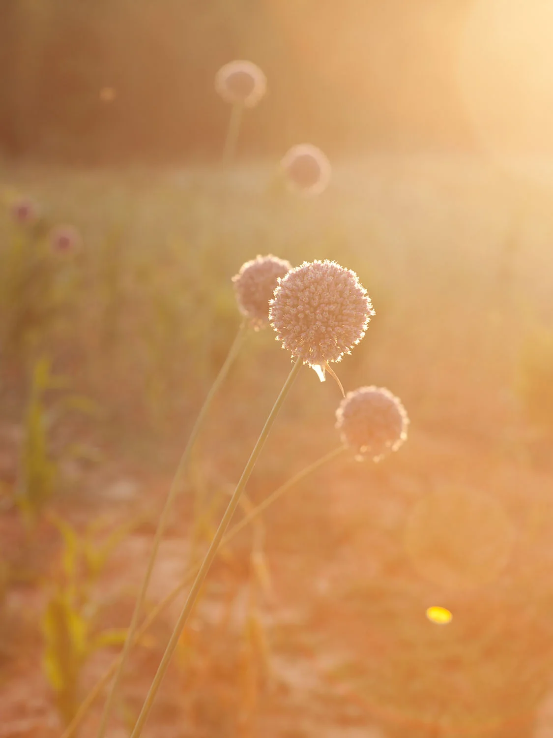 Detail shot of garlic flowers