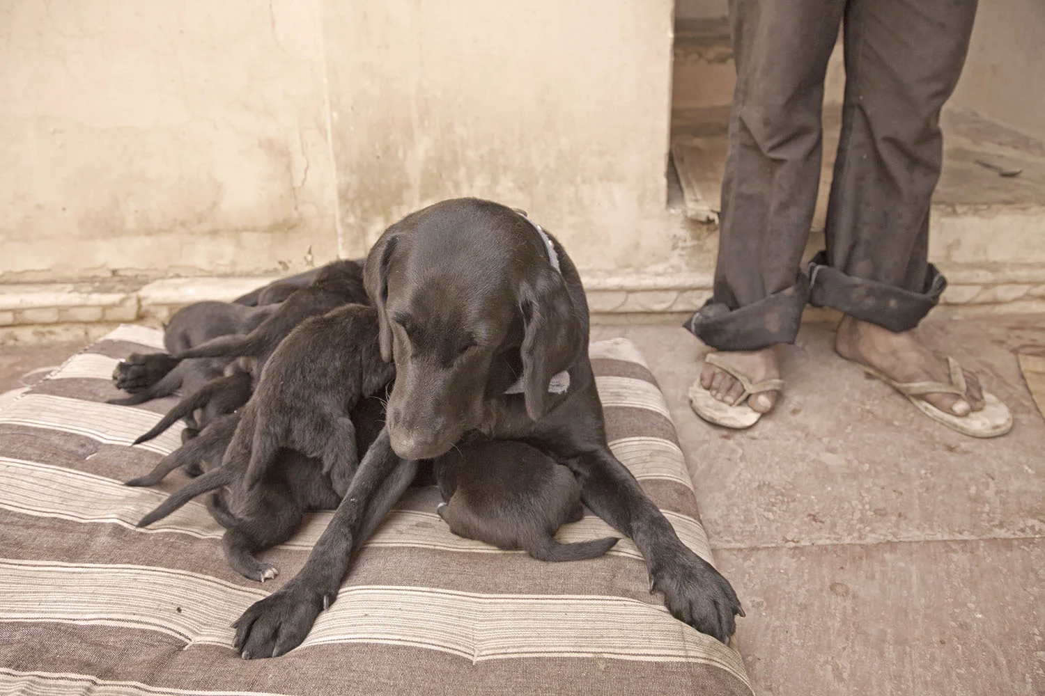 Puppies, India
