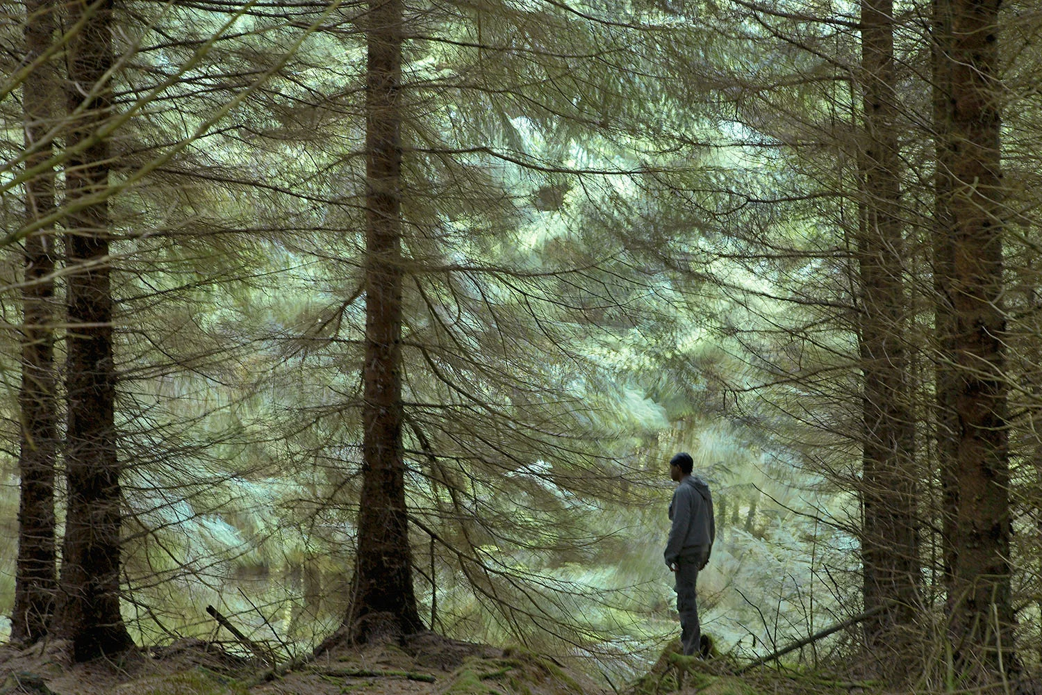 wind in trees, Wales